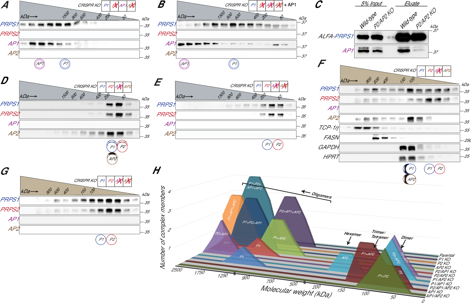 Fig. 5: PRPSAPs are molecular scaffolds with preferential binding partners among PRPS isozymes.