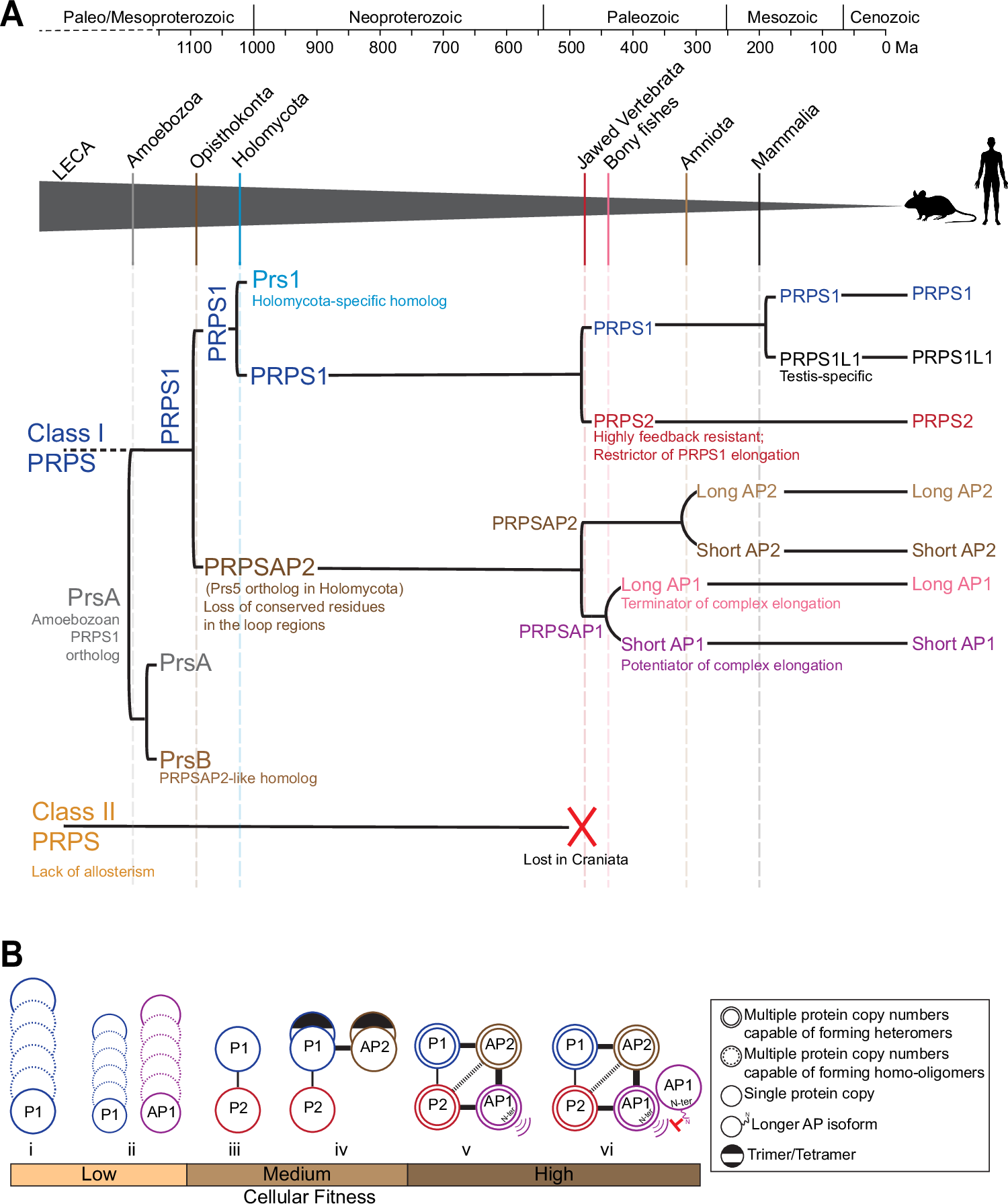 Fig. 7: Timeline of PRPS complex evolution in mammals and implications of distinct PRPS assembly states on cellular fitness.