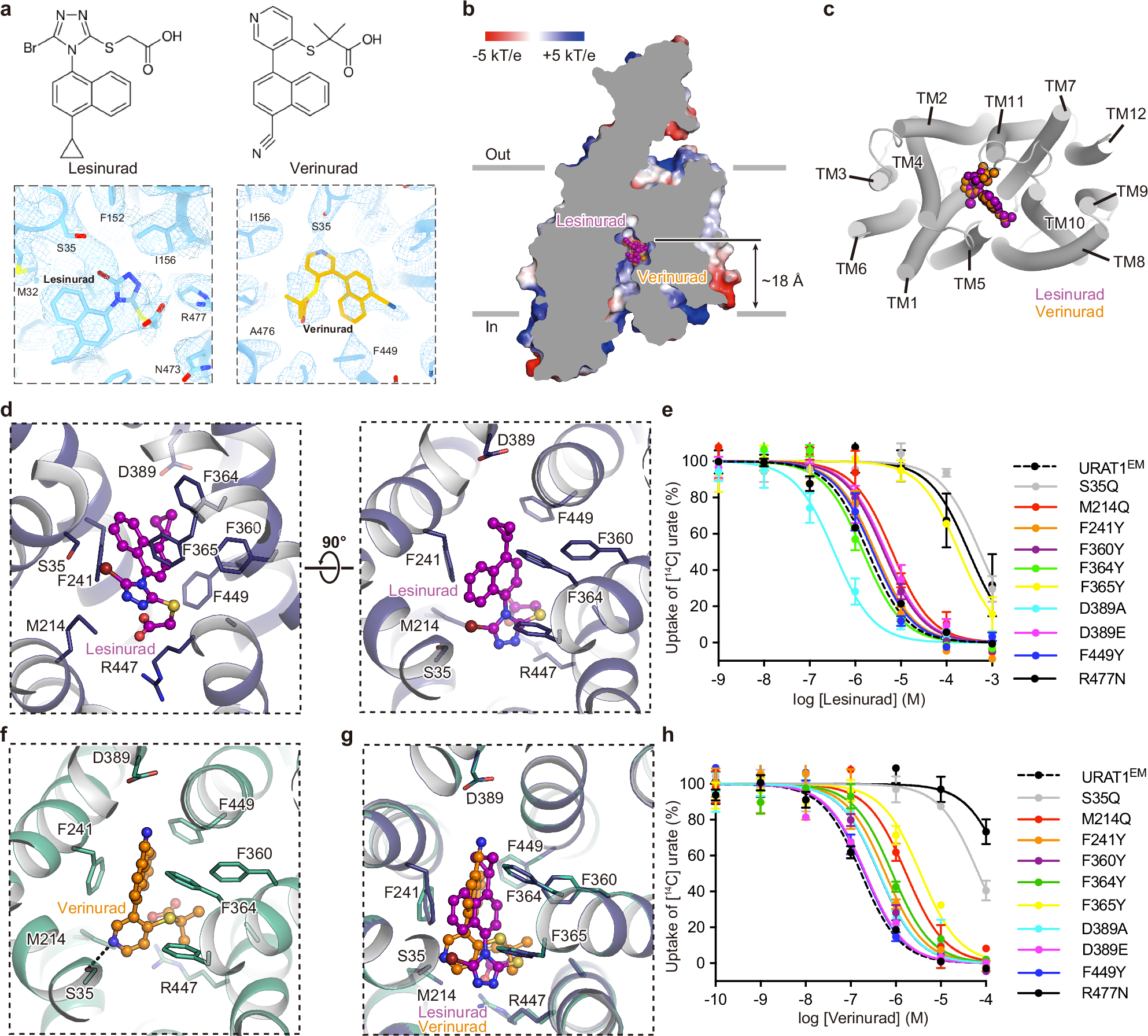 Fig. 3: Antagonism of URAT1EM by lesinurad and its analog verinurad.