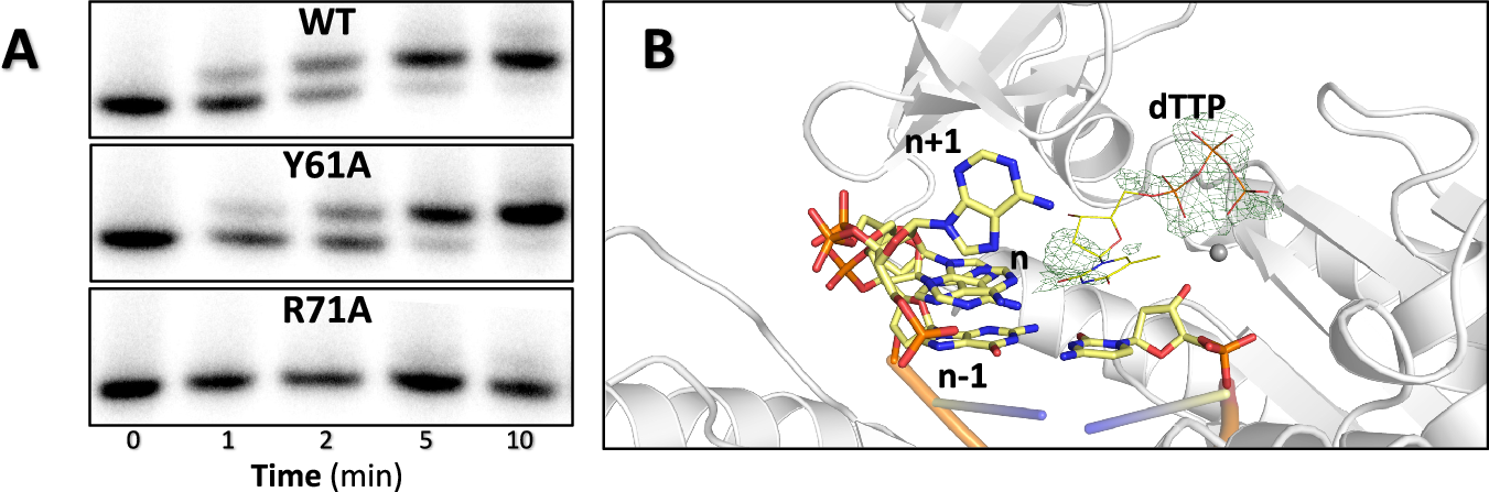 Fig. 4: Roles of active site residues Tyr-61 and Lys-71 in nucleotide incorporation.
