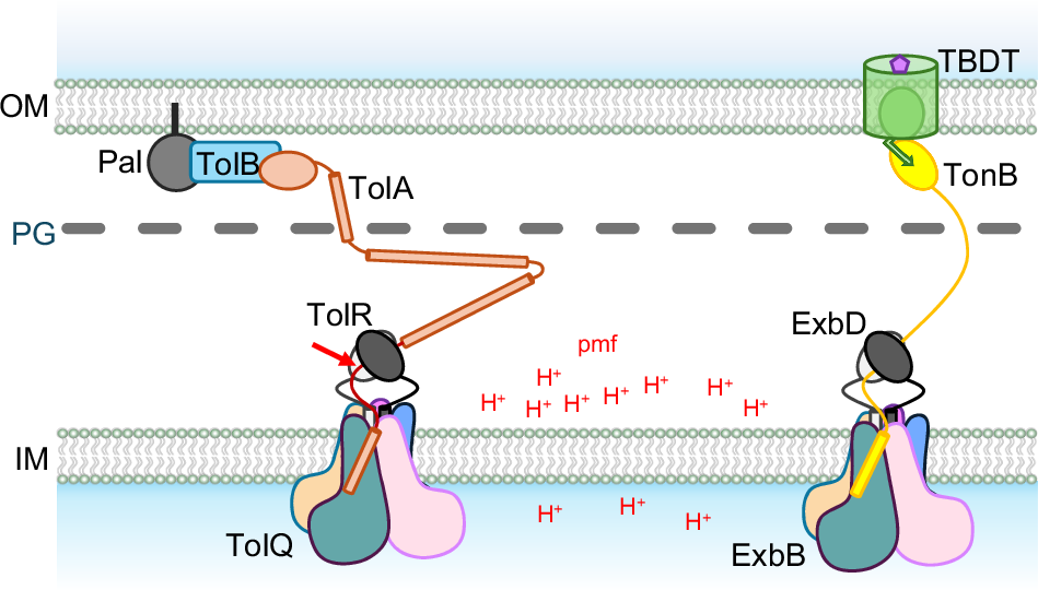 Fig. 1: The Ton and Tol systems.