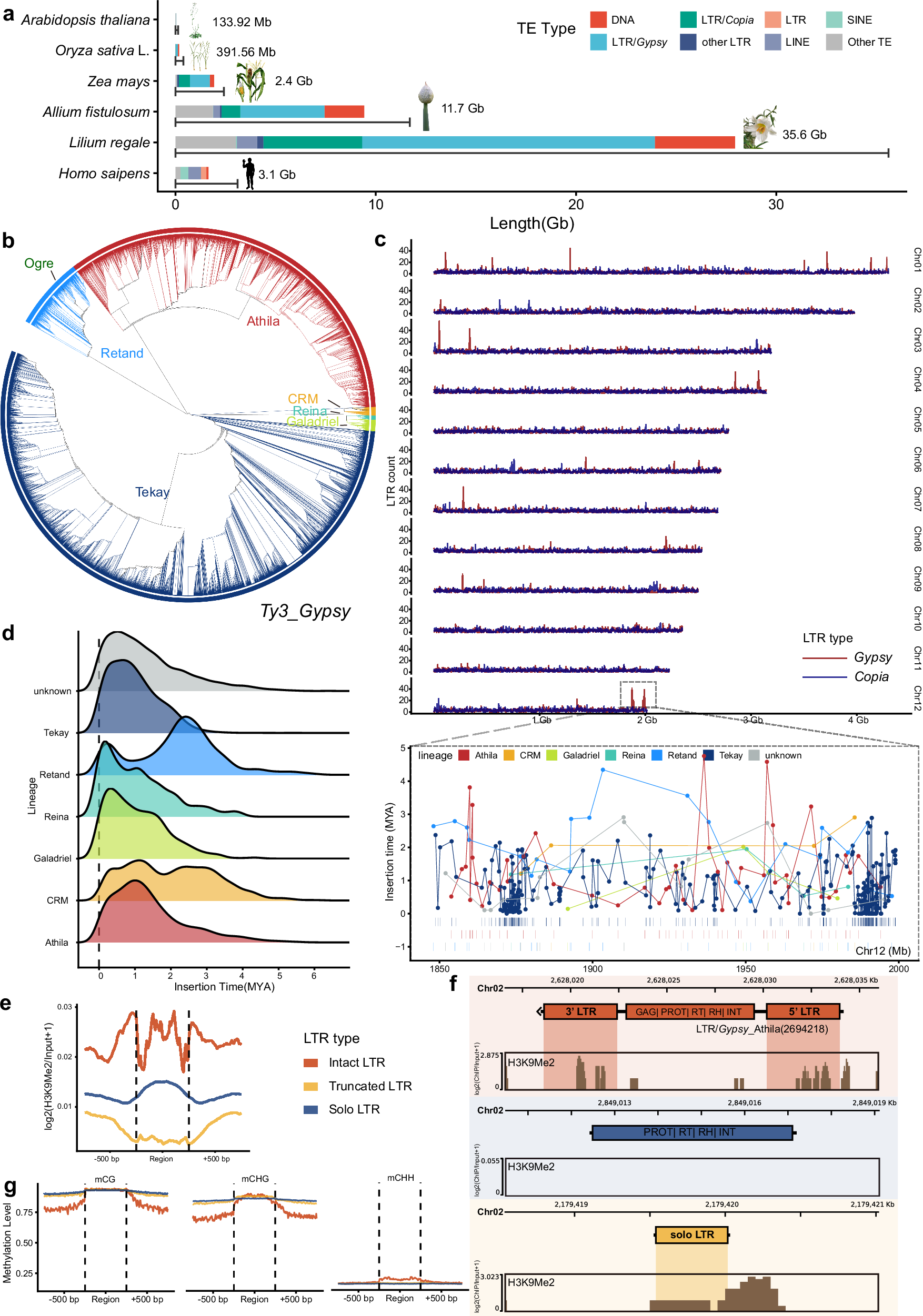 Fig. 2: Repeat element composition in L. regale genome and LTR insertion history.