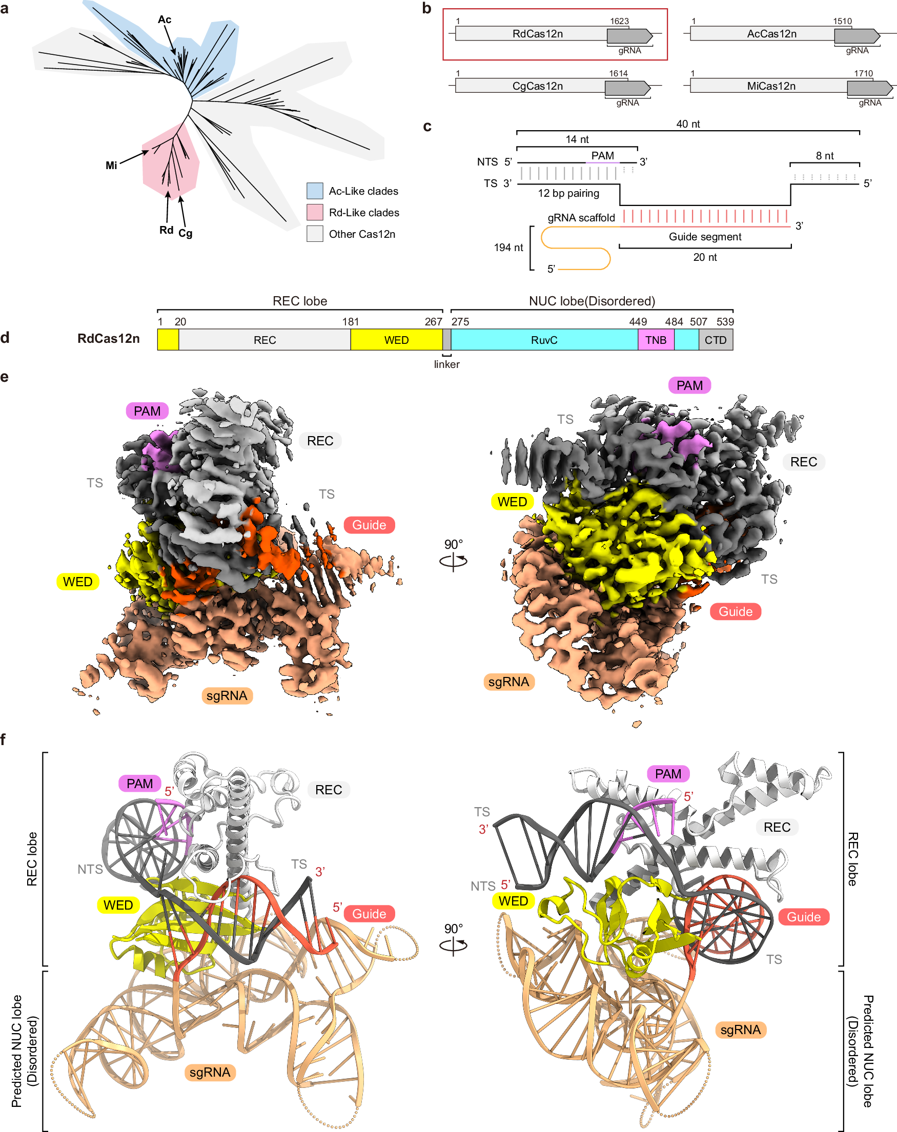 Fig. 1: Cryo-EM structure of the RdCas12n–sgRNA–target DNA ternary complex.
