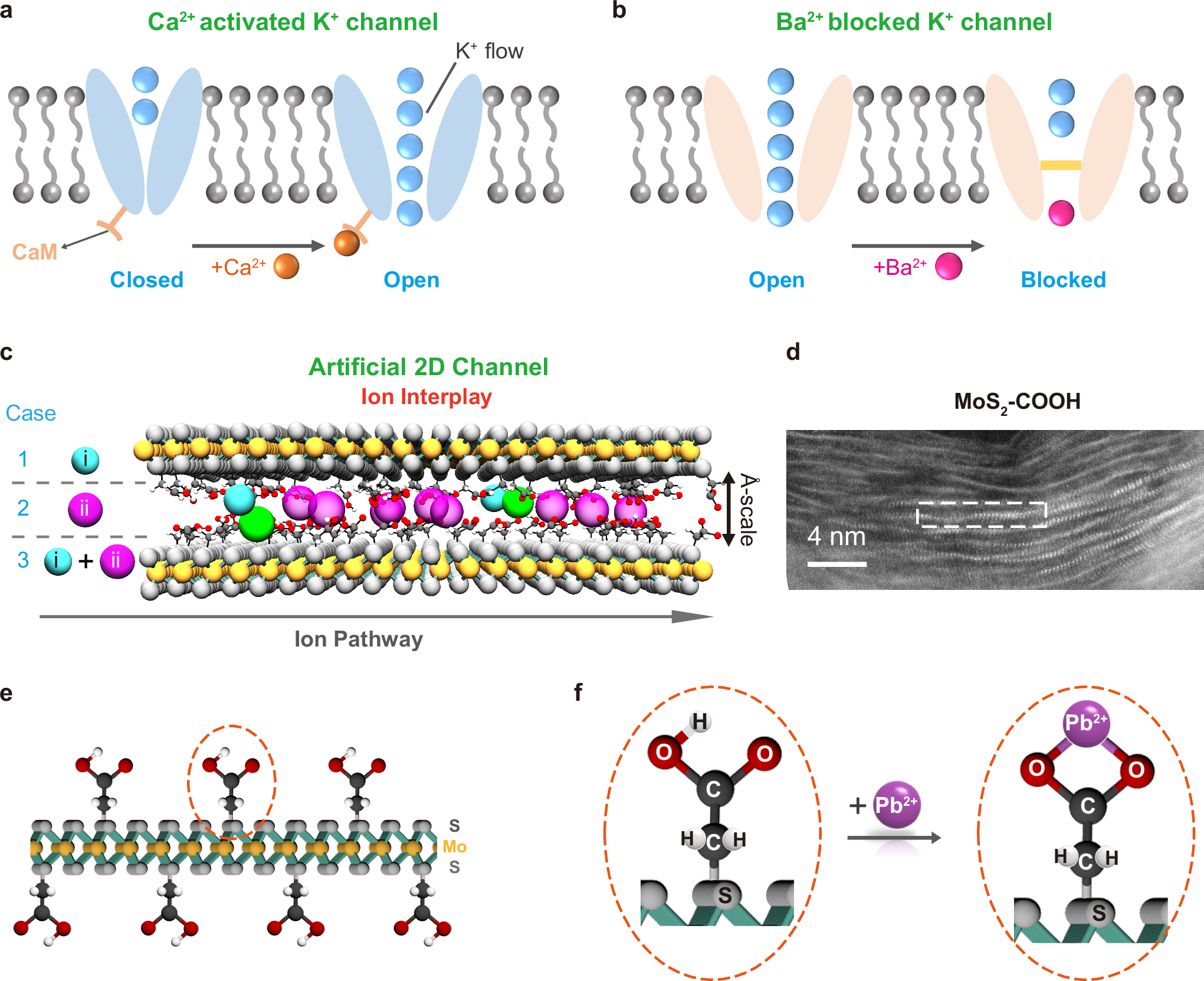 生体模倣膜が水の精製技術を革新（Bio-inspired membrane unlocks potential to purify and extract water）
