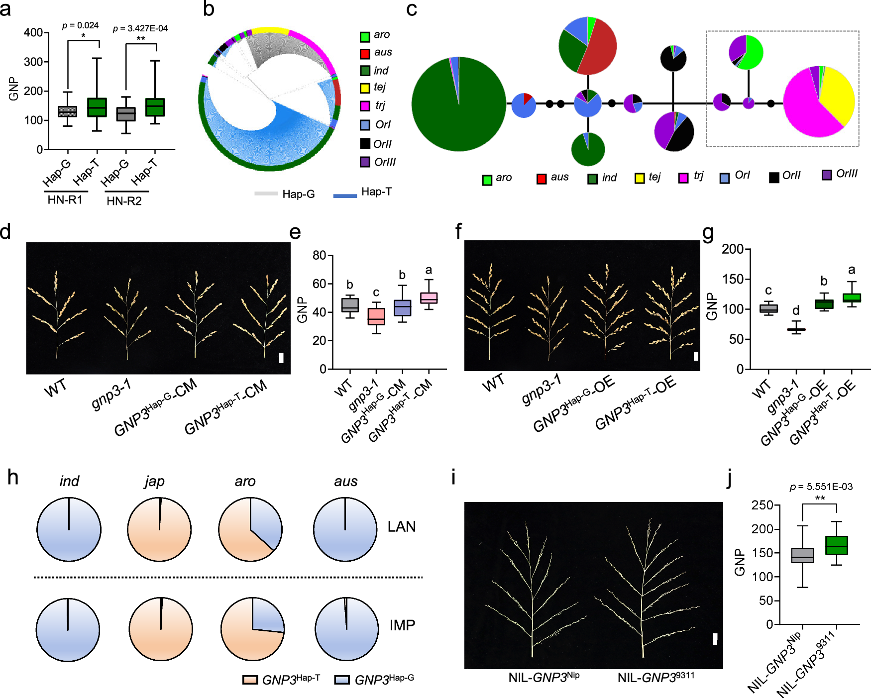 Fig. 6: Natural variation in GNP3 modulates grain number.