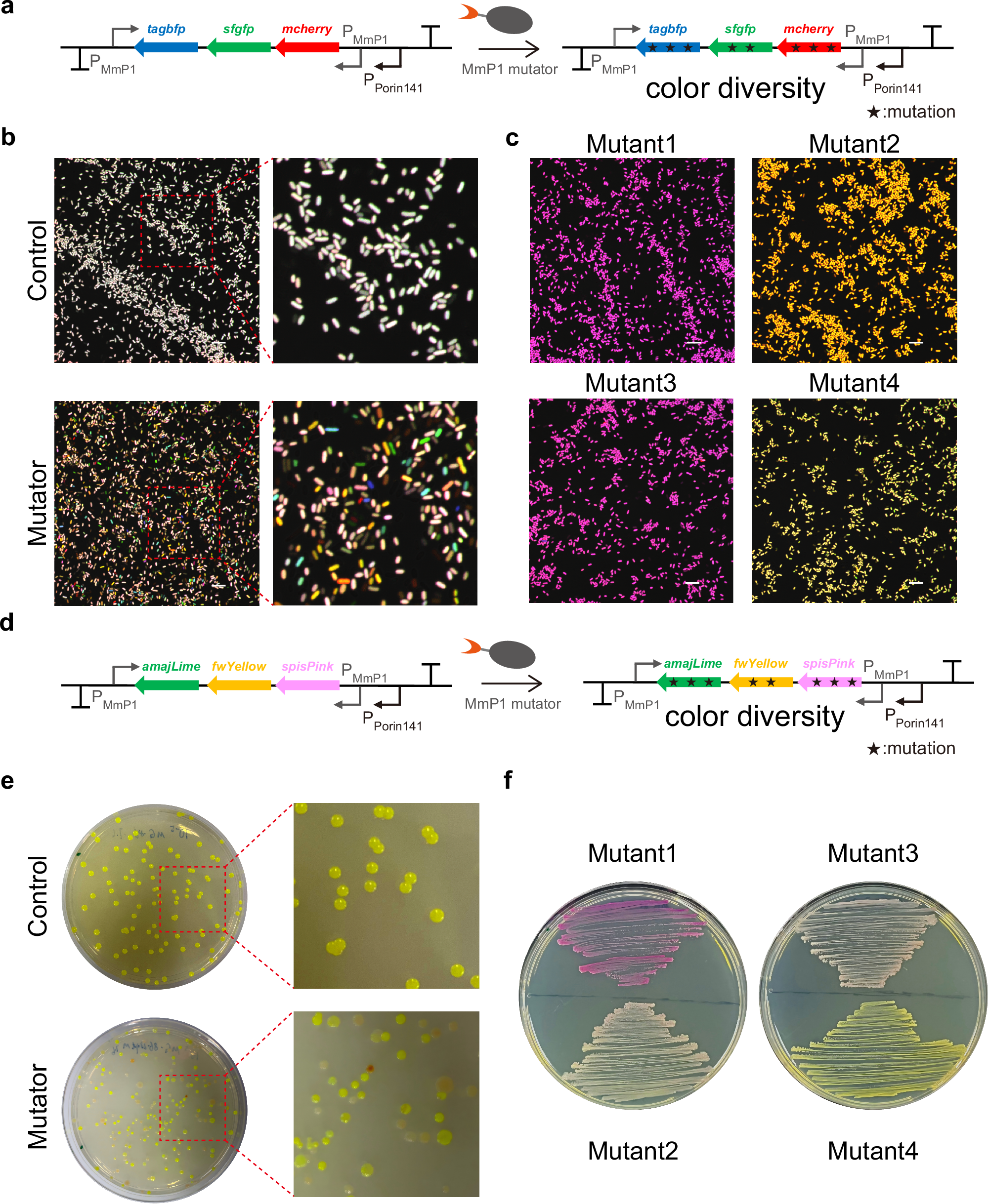 Fig. 7: Mutagenesis of fluorescent proteins and chromoproteins to generate diverse cellular colors in E. coli.