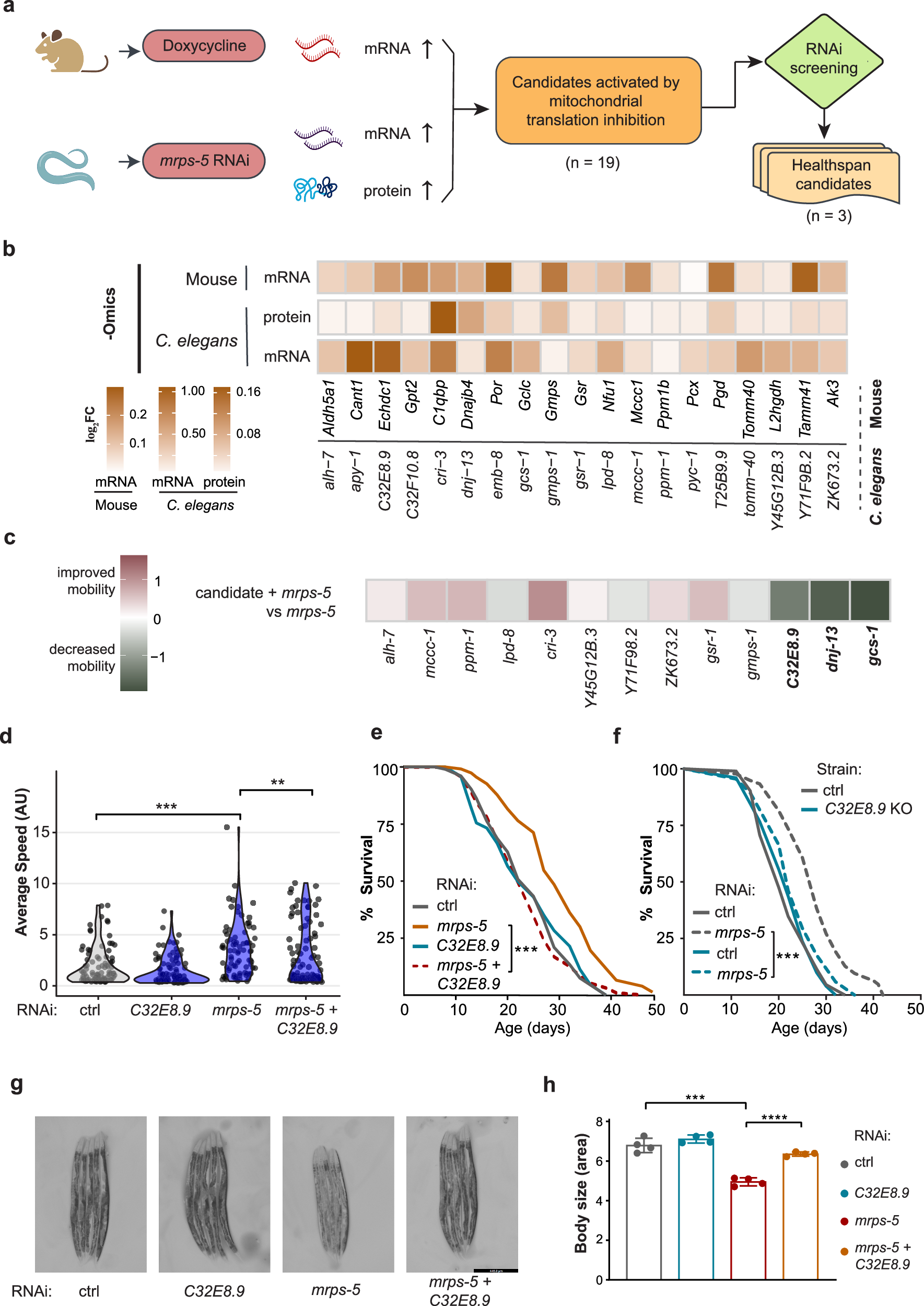 does nac turn into glutathione The Combined Antioxidant Effects of N-Acetylcysteine, Vitamin D3, and  Glutathione from the Intestinal–Neuronal In Vitro Model