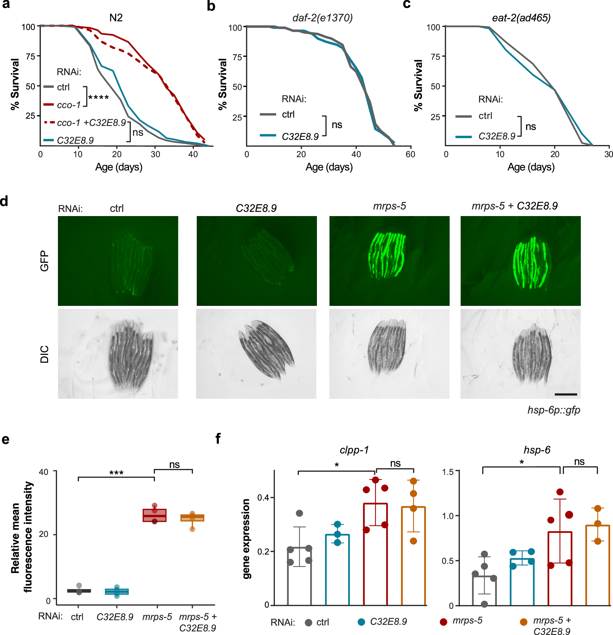 Fig. 2: C32E8.9 is specifically required for mrps-5 RNAi-induced longevity without altering the activation of the UPRmt gene expressions.