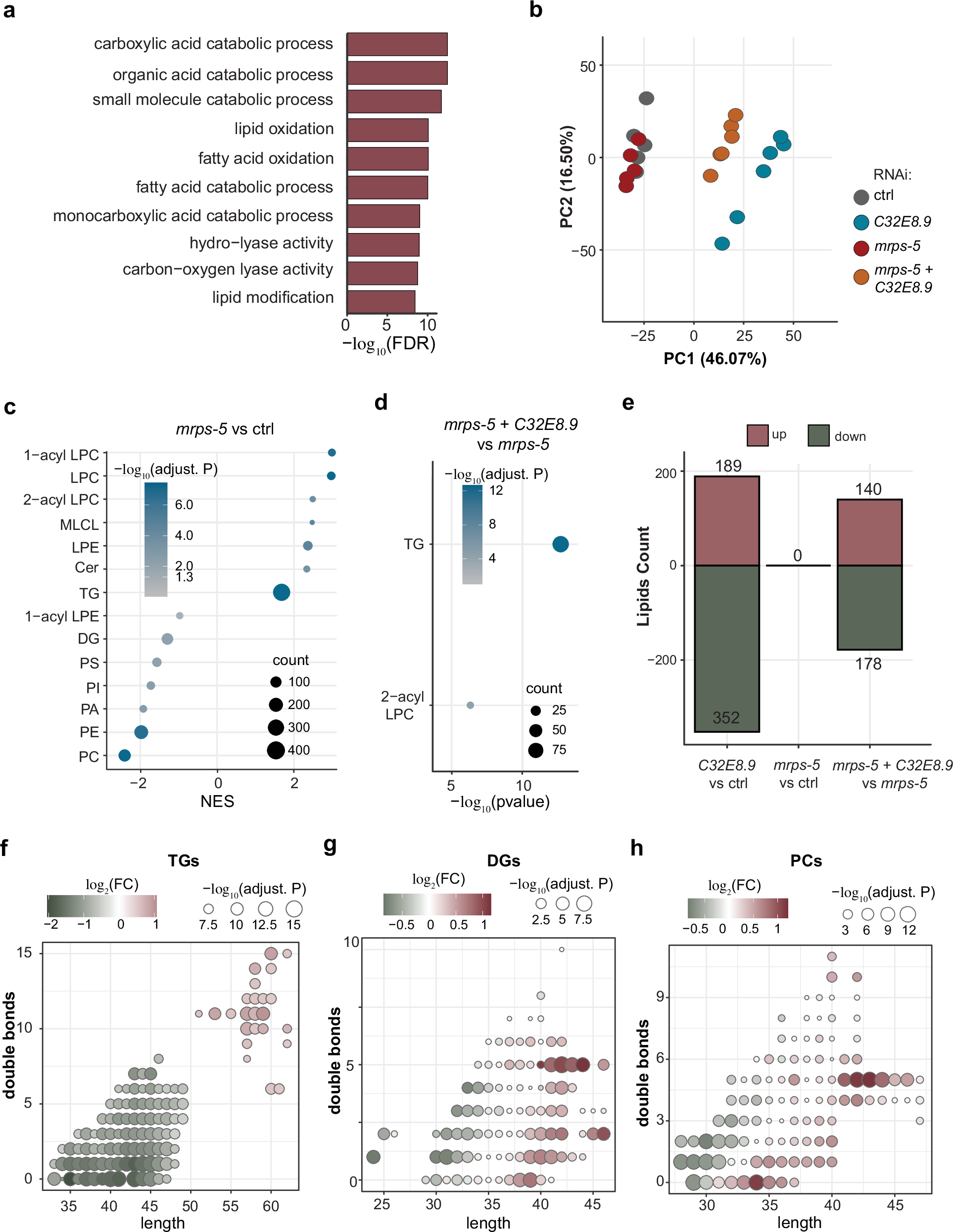 Fig. 6: C32E8.9 mediates lipidomic changes taking place under mitochondrial translation inhibition.