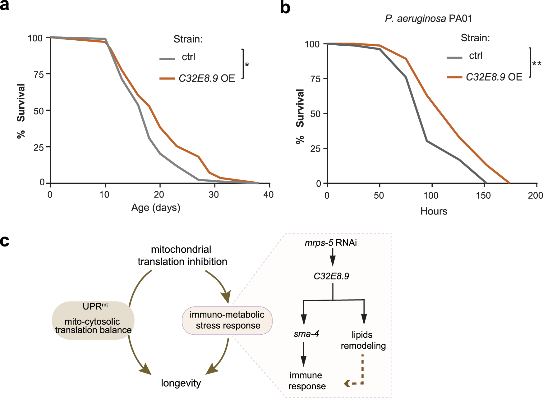 Fig. 7: Overexpressing C32E8.9 partially mimics the beneficial effect of mitochondrial translation inhibition.