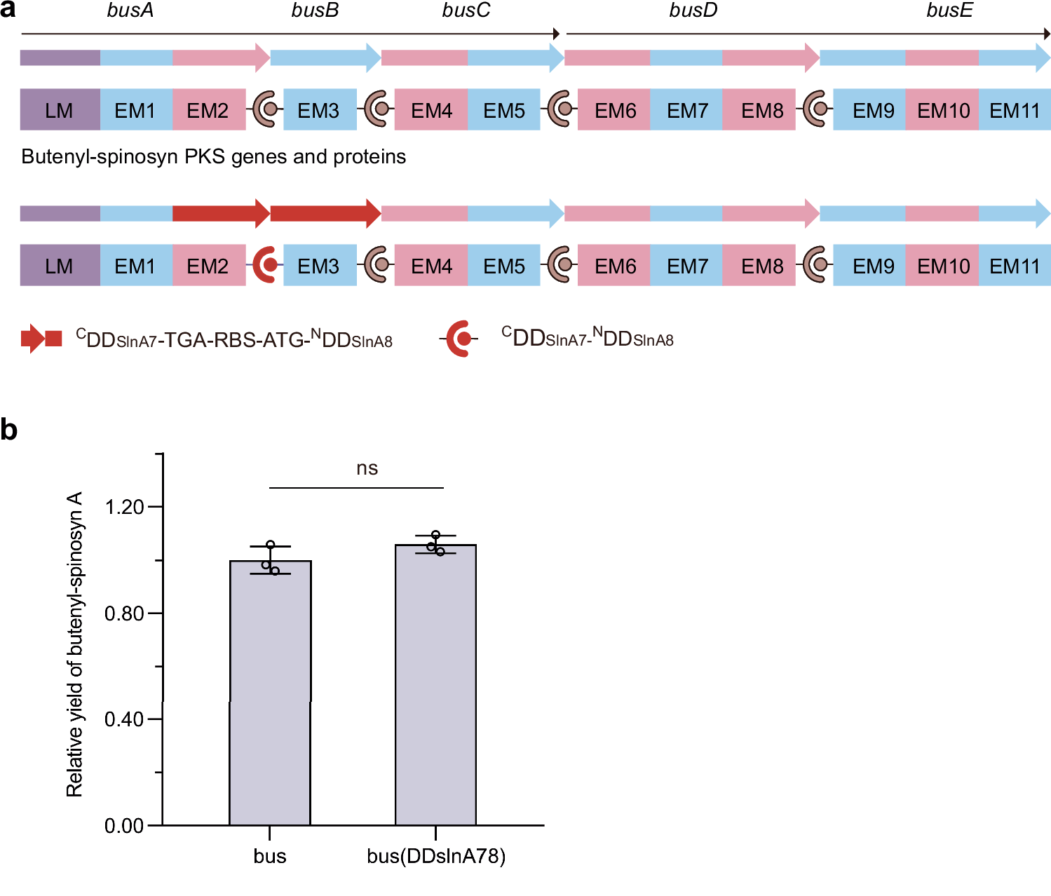 Fig. 1: Exchange of BusA CDD/BusB NDD with SlnA7 CDD/SlnA8 NDD did not affect the butenyl-spinosyn biosynthesis.