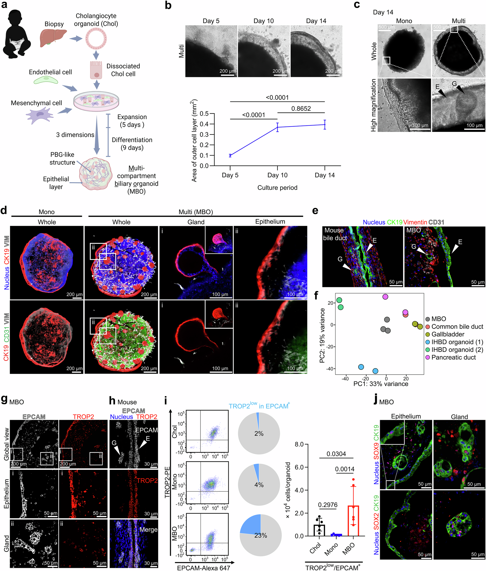 Fig. 1: Cellular compartmentalization and formation of PBG-like structure in MBOs.