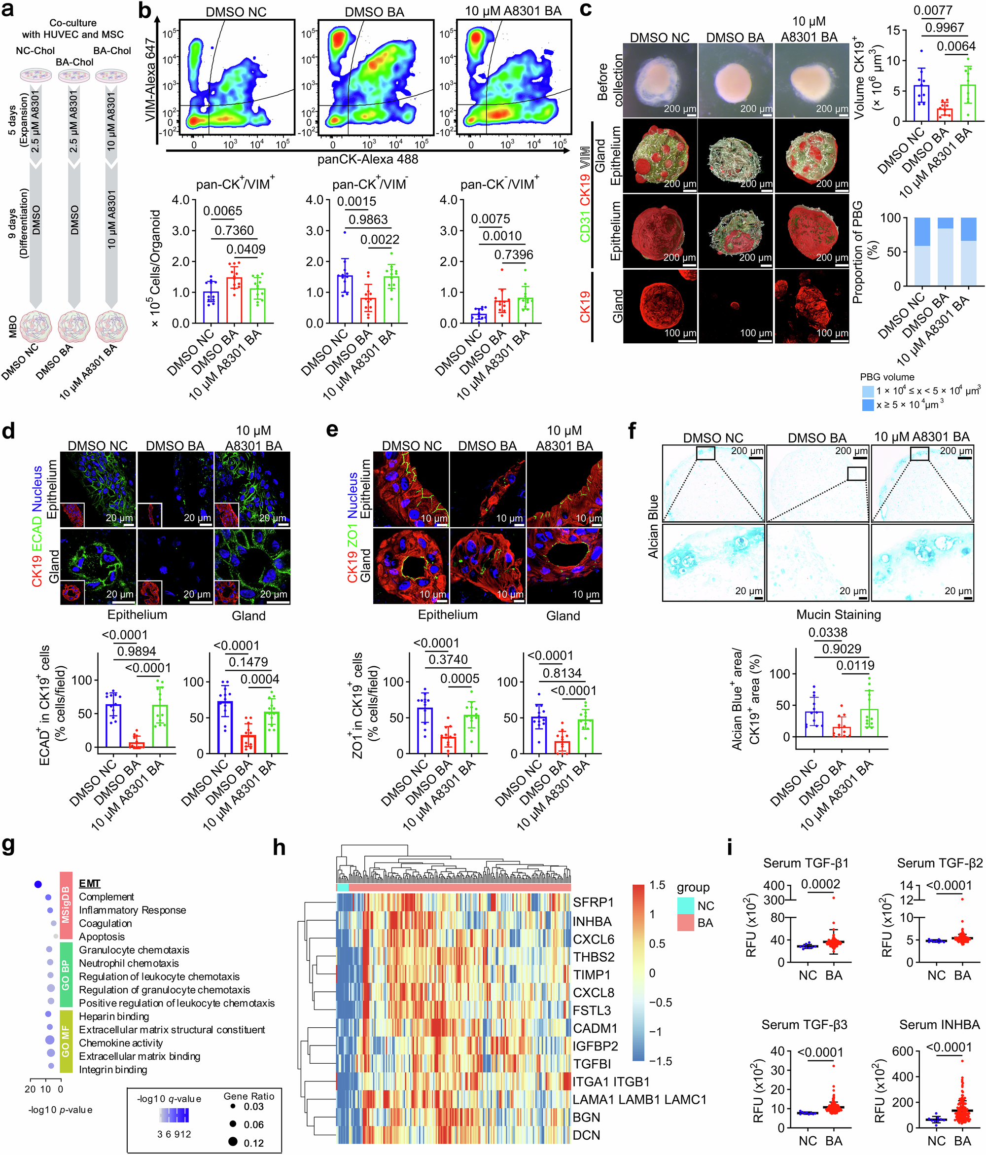 Fig. 5: TGF-β-induced EMT is a candidate regulator of BA phenotypes.