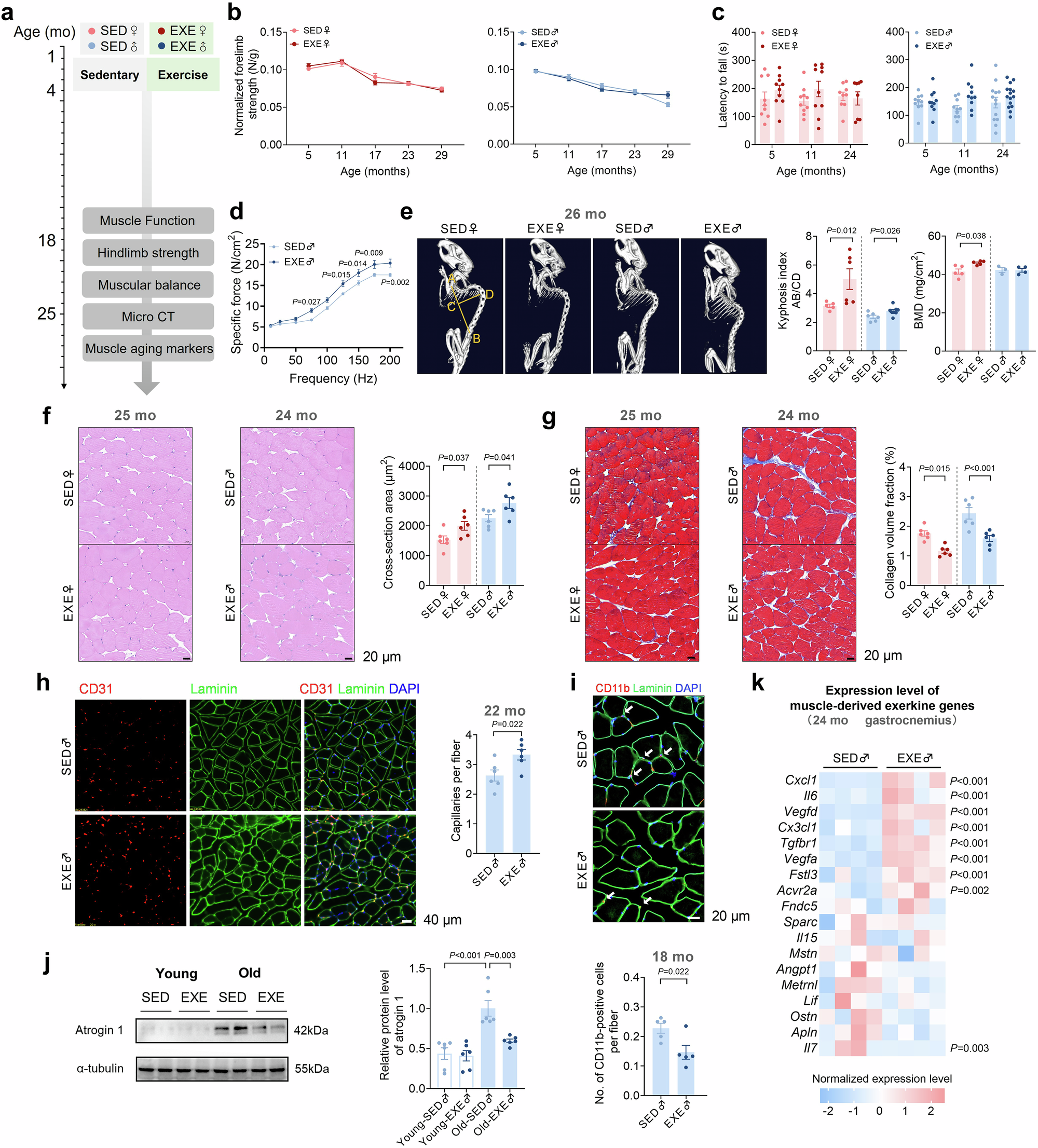 Fig. 4: Early-life exercise improves musculoskeletal health in aging.
