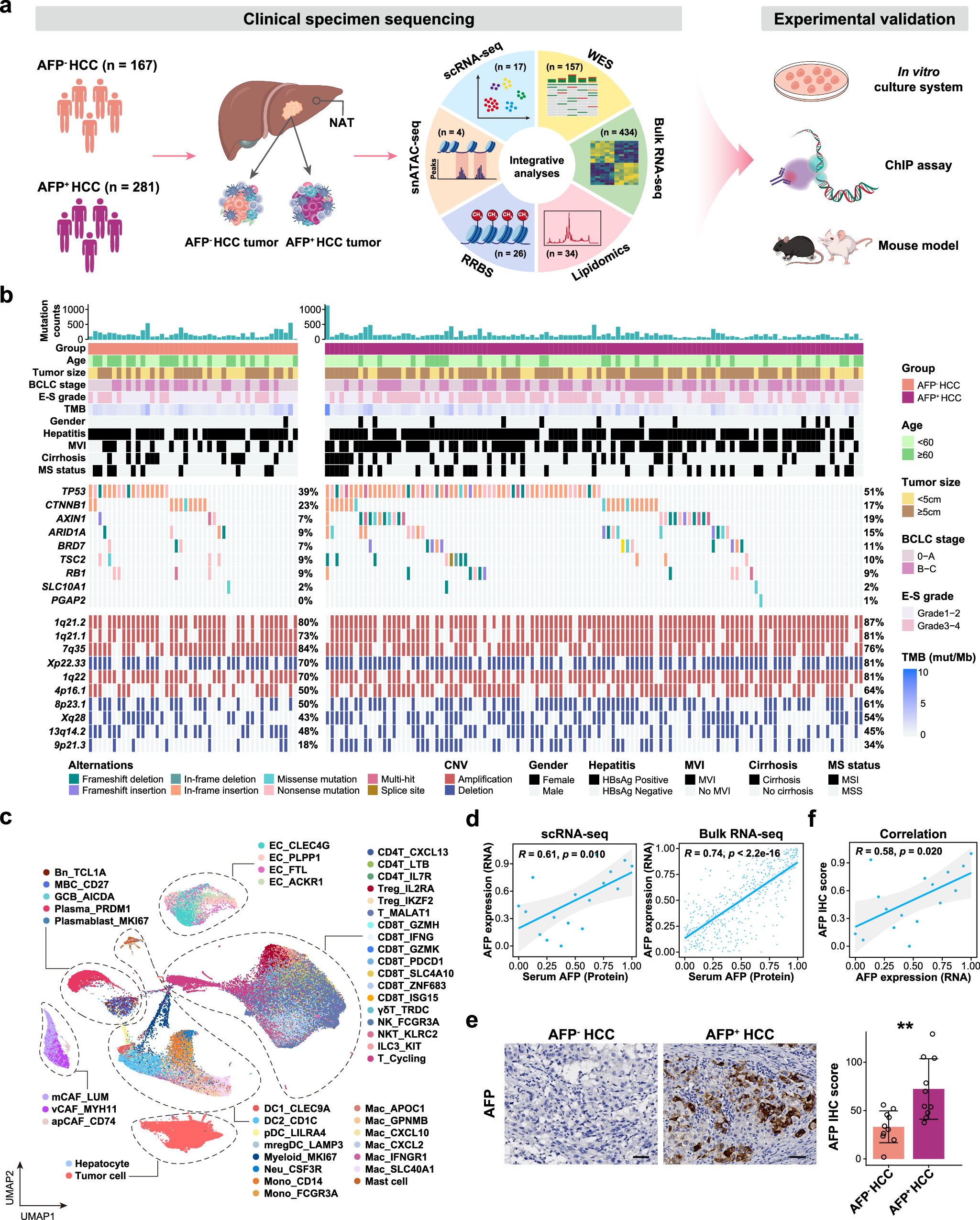 Fig. 1: Profiling of genetic alteration and cell diversity in HCC.