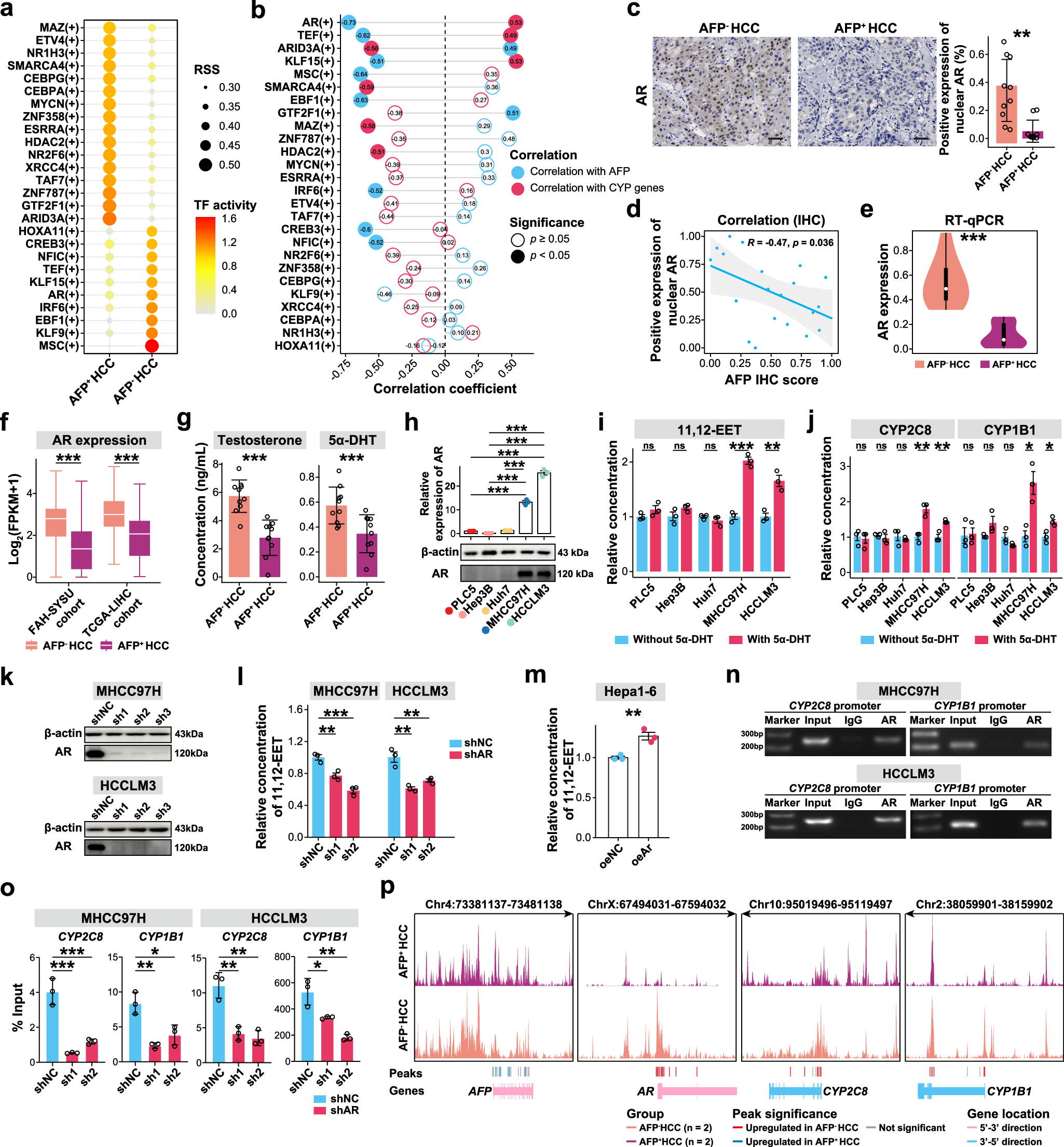 Fig. 3: Upregulation of AR transcription activity in AFP− HCC tumor cells.