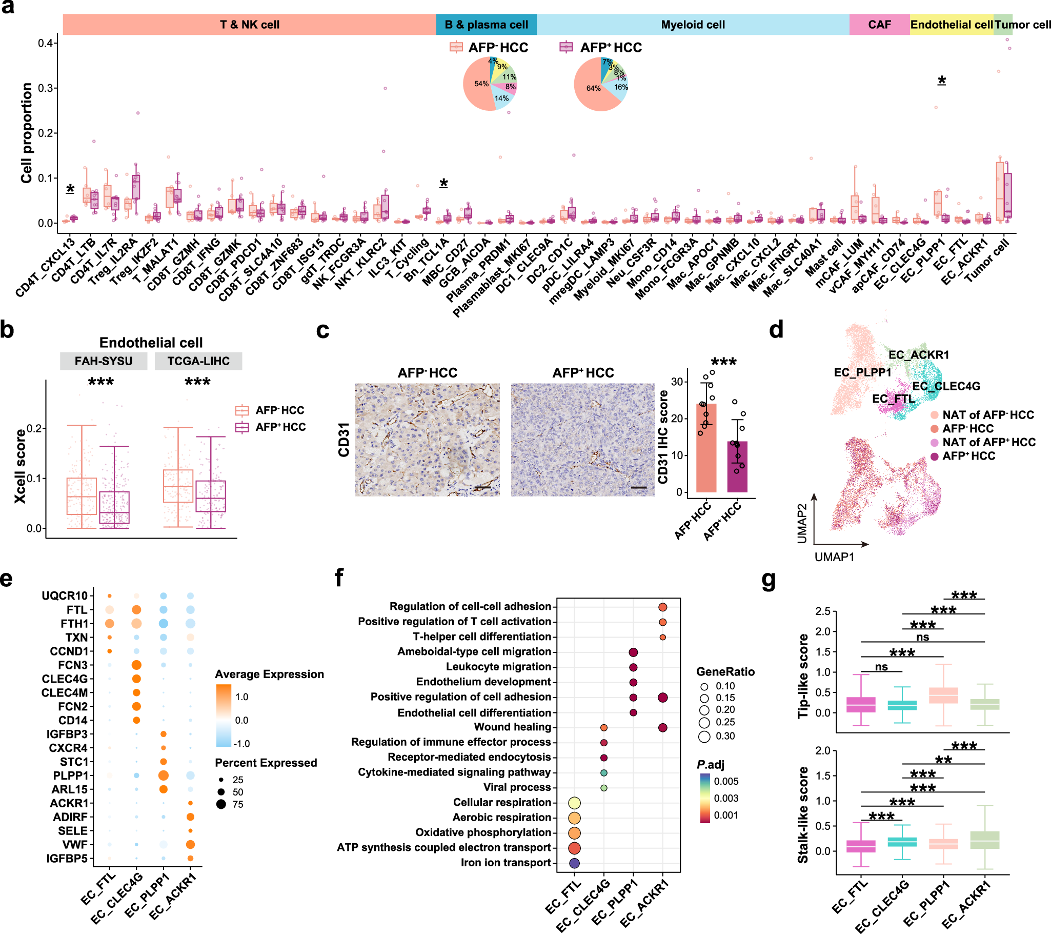 Fig. 4: Enrichment of endothelial cells in AFP– HCC.
