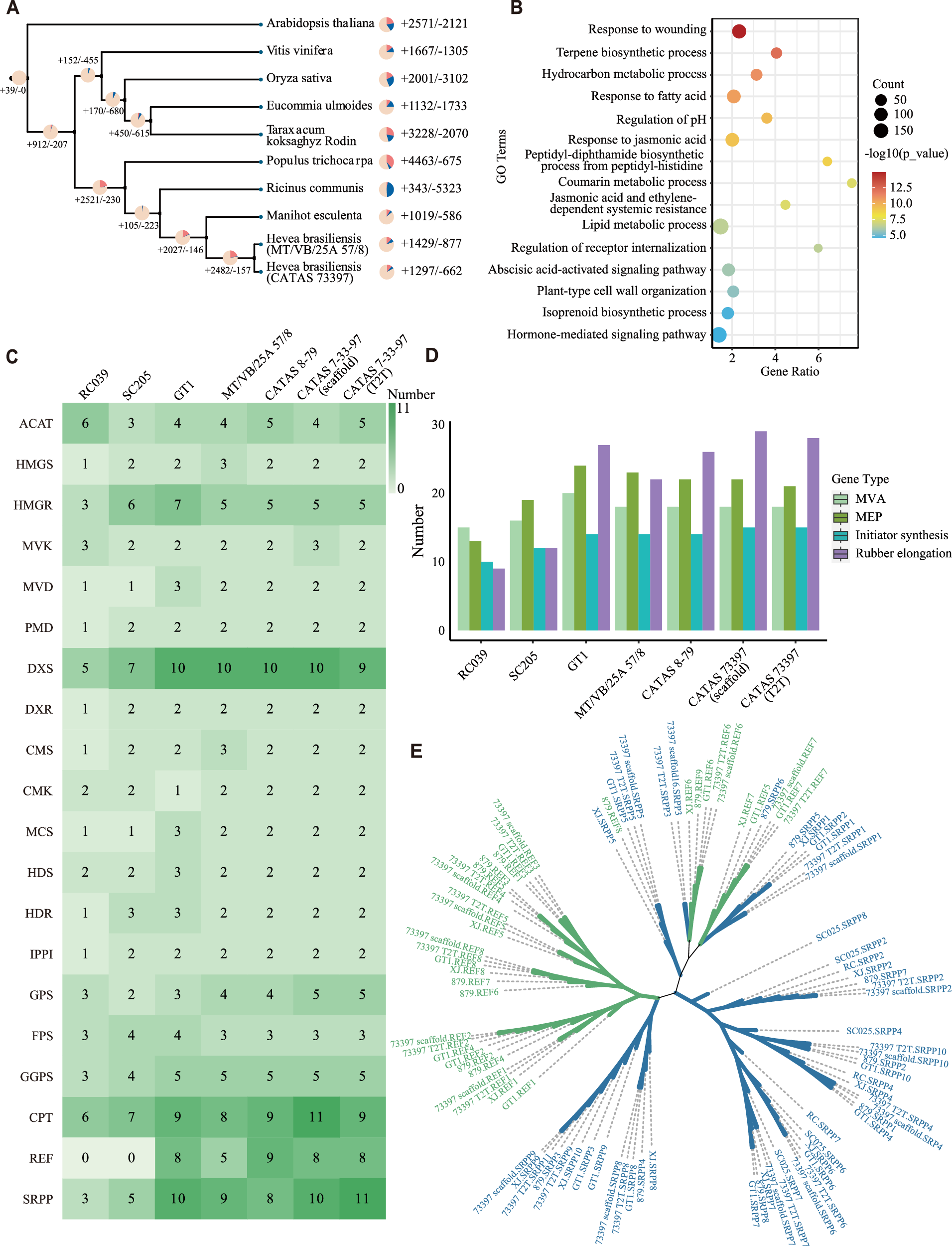 Fig. 2: Evolution and diversity of rubber-producing genes in Euphorbiaceae.