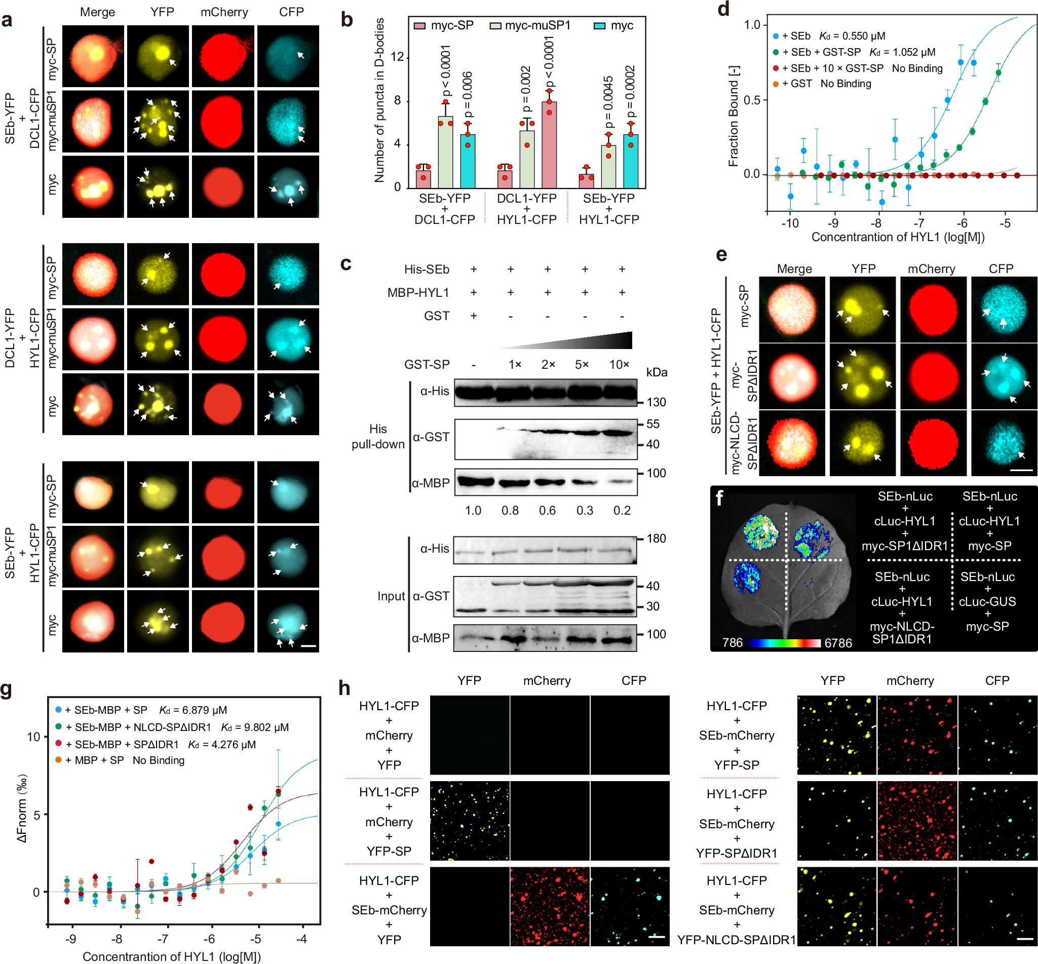 Fig. 4: SP reduces D-body assembly through its IDR1.