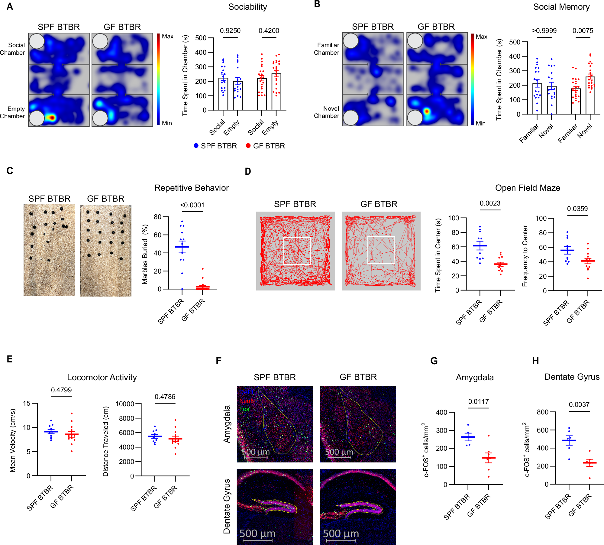 Fig. 1: GF BTBR do not manifest ASD-associated phenotypes.