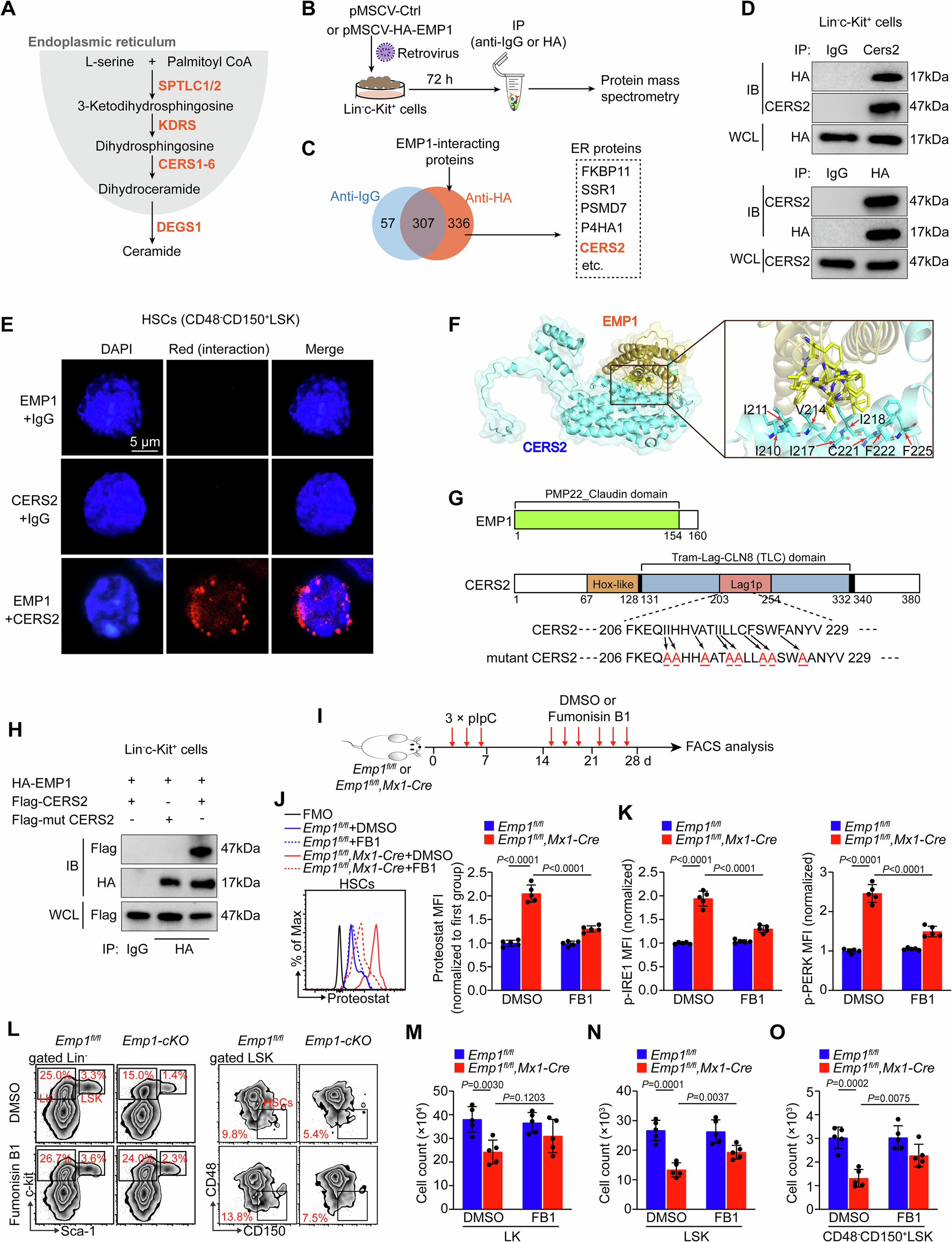 Fig. 7: EMP1 binds the Lag1p domain of CERS2 to restrict dhCer production.