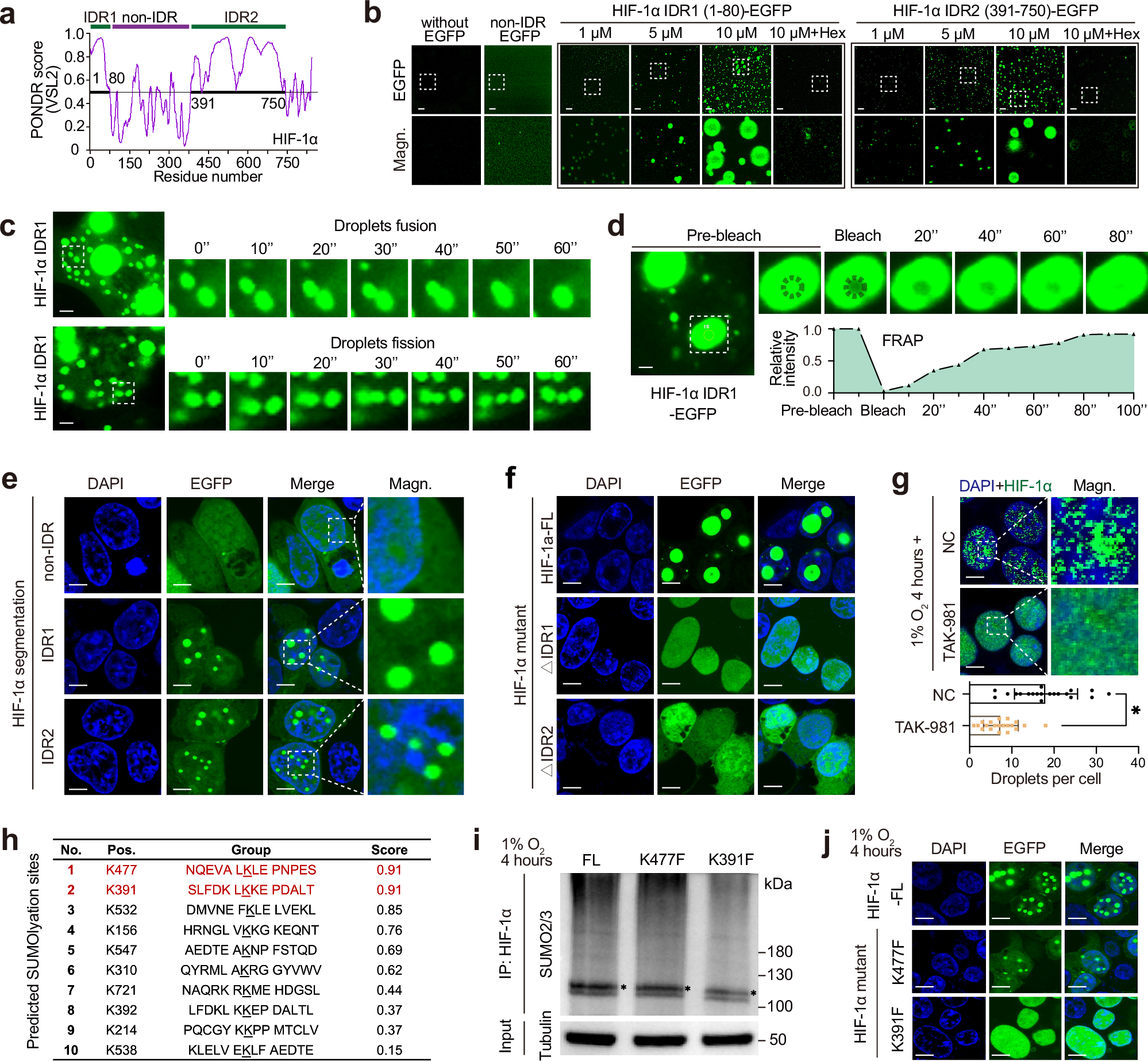 Fig. 5: HIF-1α undergoes SUMOylation-related phase separation under hypoxia.