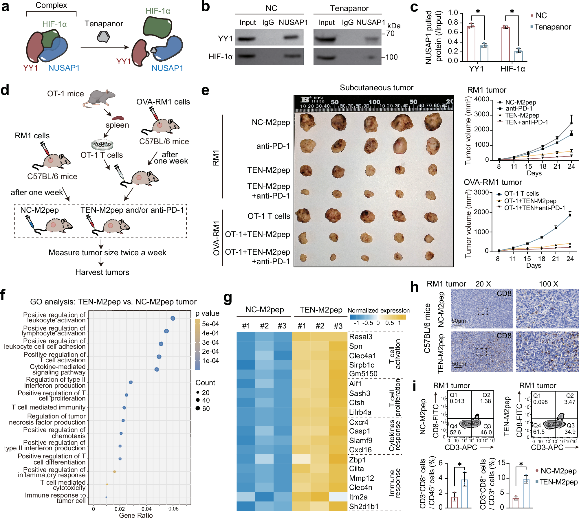 Fig. 6: A small molecule inhibitor targeting the YY1–NUSAP1–HIF-1α interaction suppressed PCa progression.