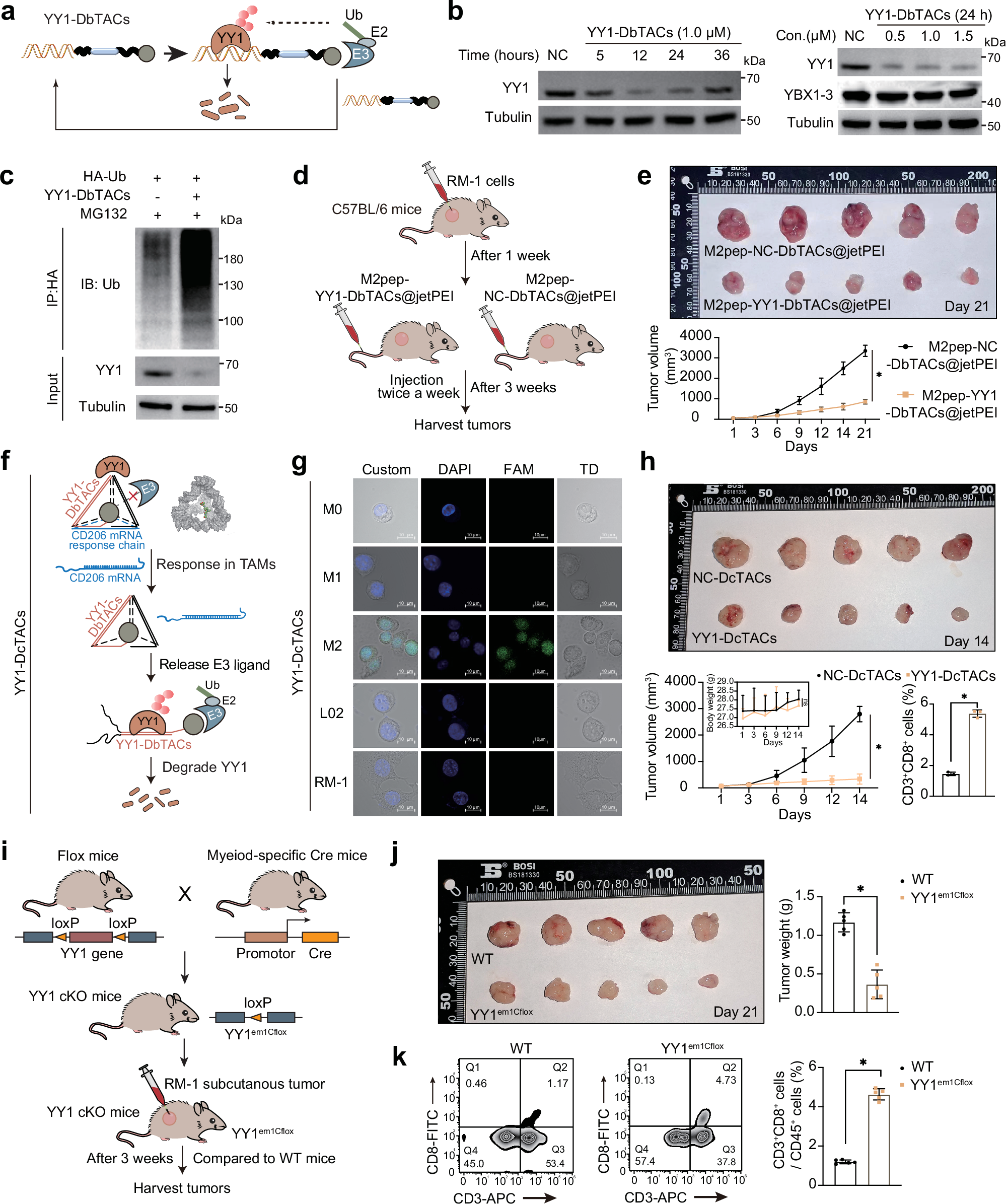Fig. 7: Construction and application of YY1-DbTACs@jetPEI and transgenic mice.