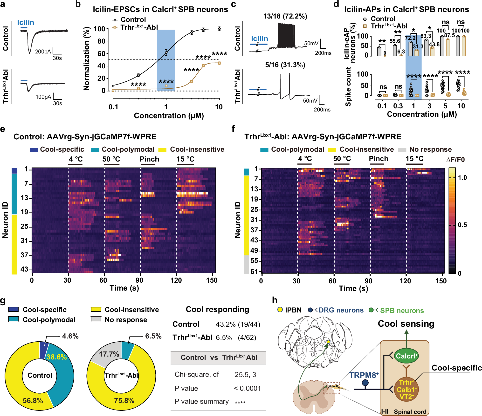 Fig. 7: Trhr+ interneurons amplify cool information transmission to Calcrl+ SPB neurons.
