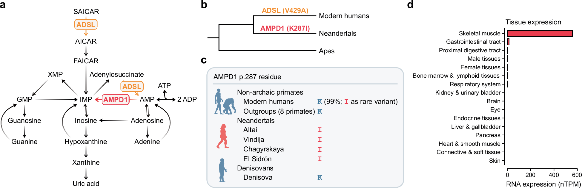 ネアンデルタール由来の遺伝子が筋肉酵素の活性を低下(Neandertal variant reduces activity of a key muscle enzyme)
