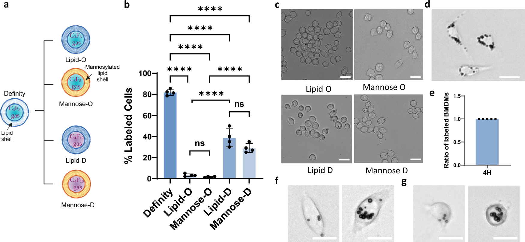 Fig. 2: Microbubbles compositions and cell line influence microbubble uptake.