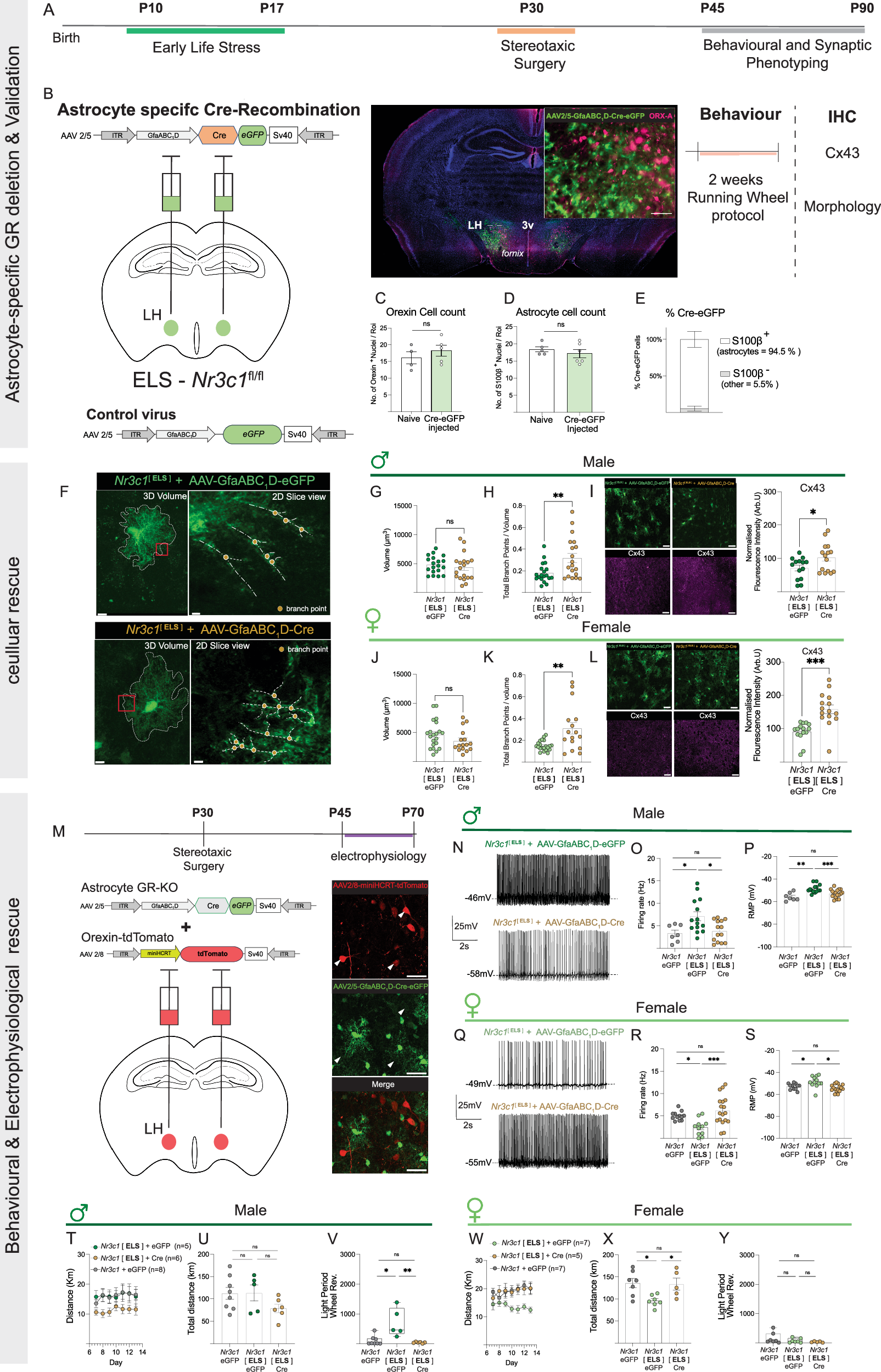 Fig. 7: Astrocyte specific deletion of glucocorticoid receptors (GR) in the LH corrects cellular and behavioural impairments induced by ELS.