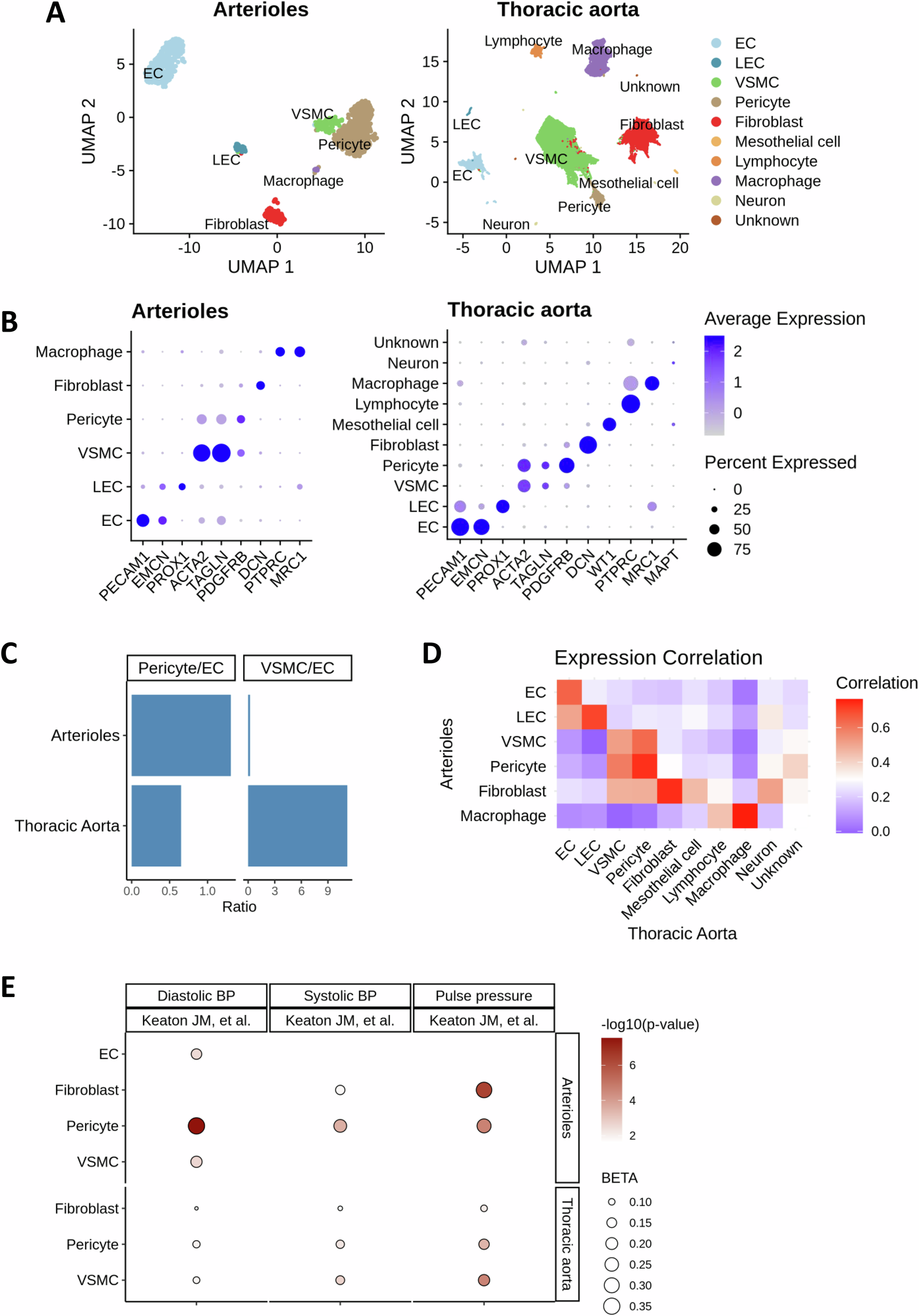 Fig. 1: The cellular composition and properties of human arterioles exhibit distinct features compared with the aorta.