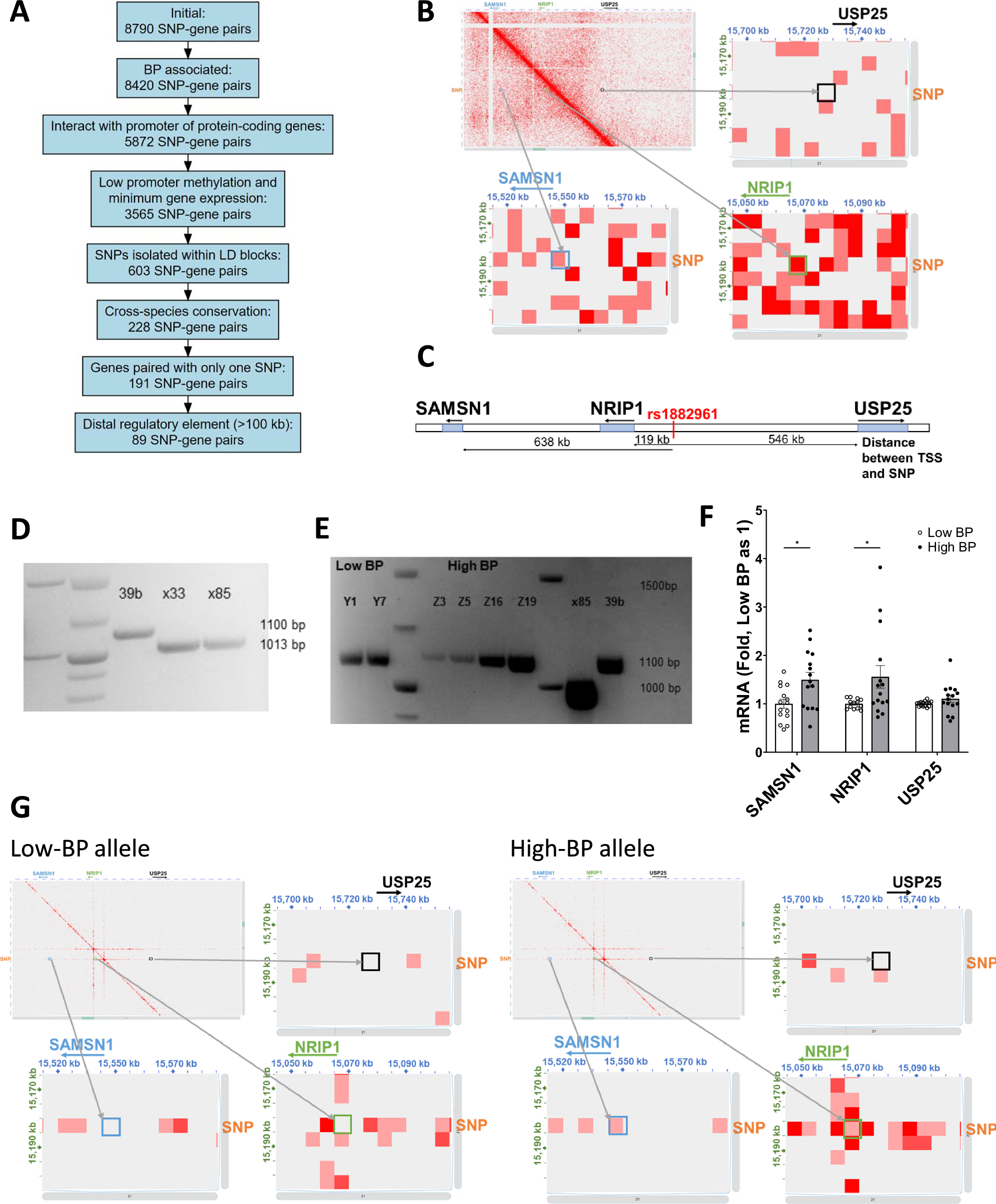 Fig. 5: BP-associated noncoding SNP rs1882961 interacts with NRIP1 promoter 119 kbp away and influences NRIP1 expression.