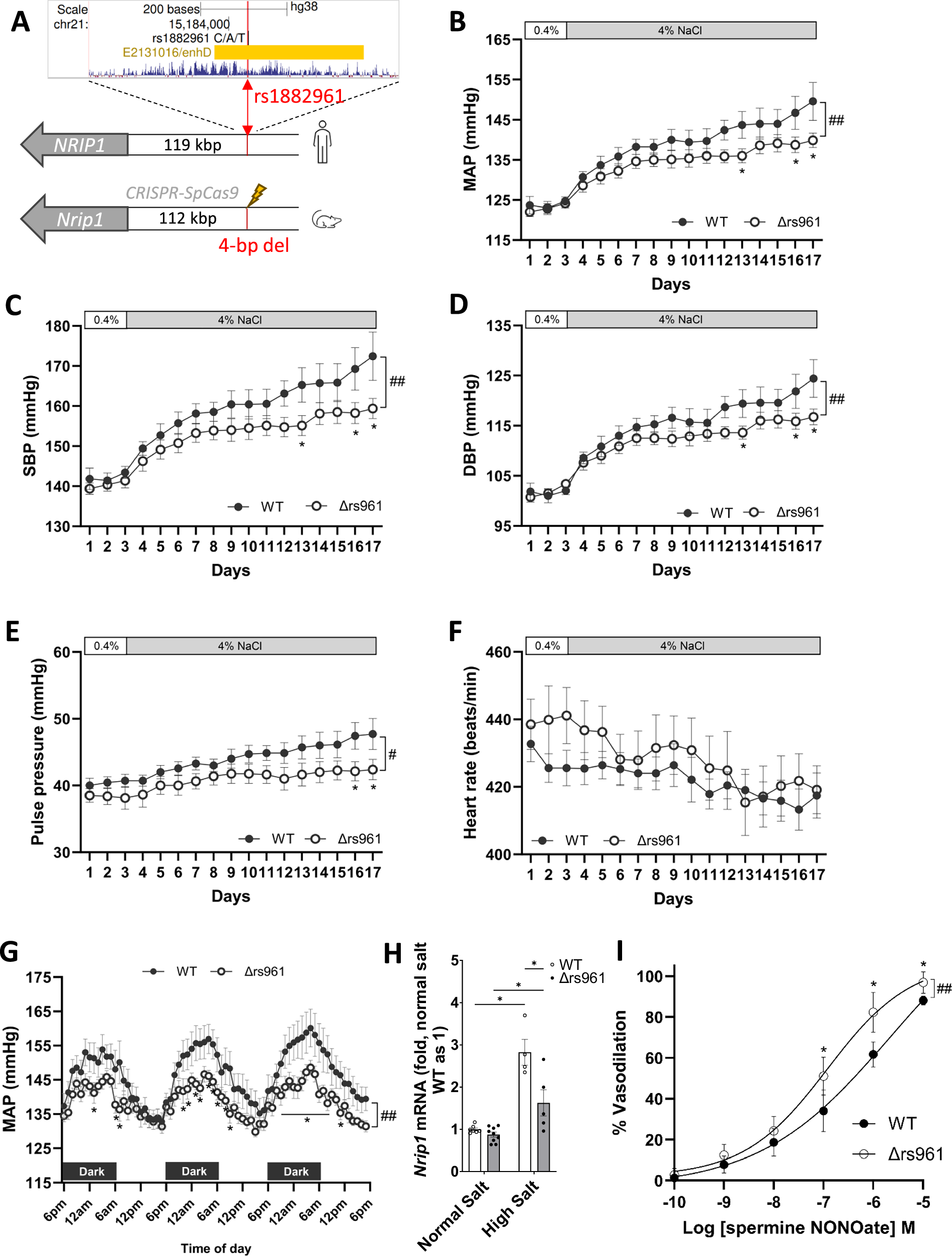 Fig. 6: Deletion of a 4-bp noncoding genomic segment containing the rs1882961 orthologous site attenuates salt-induced hypertension in the Dahl salt-sensitive (SS) rat.