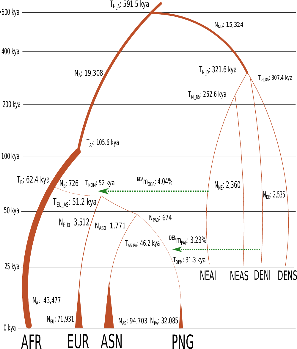 Fig. 3: The schema of the Model A with the best fitted mean values of parameters.