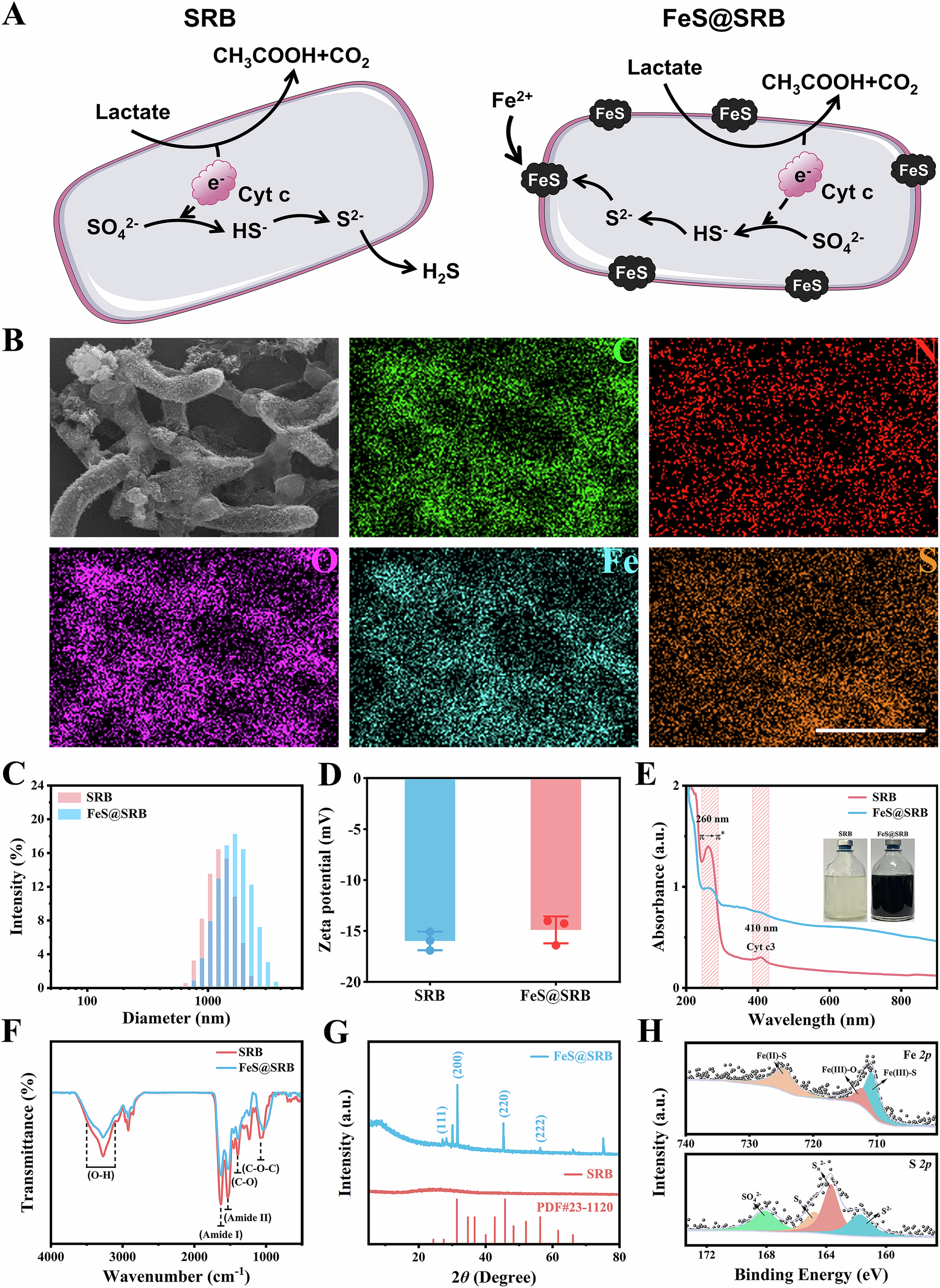 Fig. 2: Biosynthesis process and characterization of FeS@SRB prepared with an initial Fe2+ concentration of 200 mg L-1 and incubation for 48 h at 37 °C.