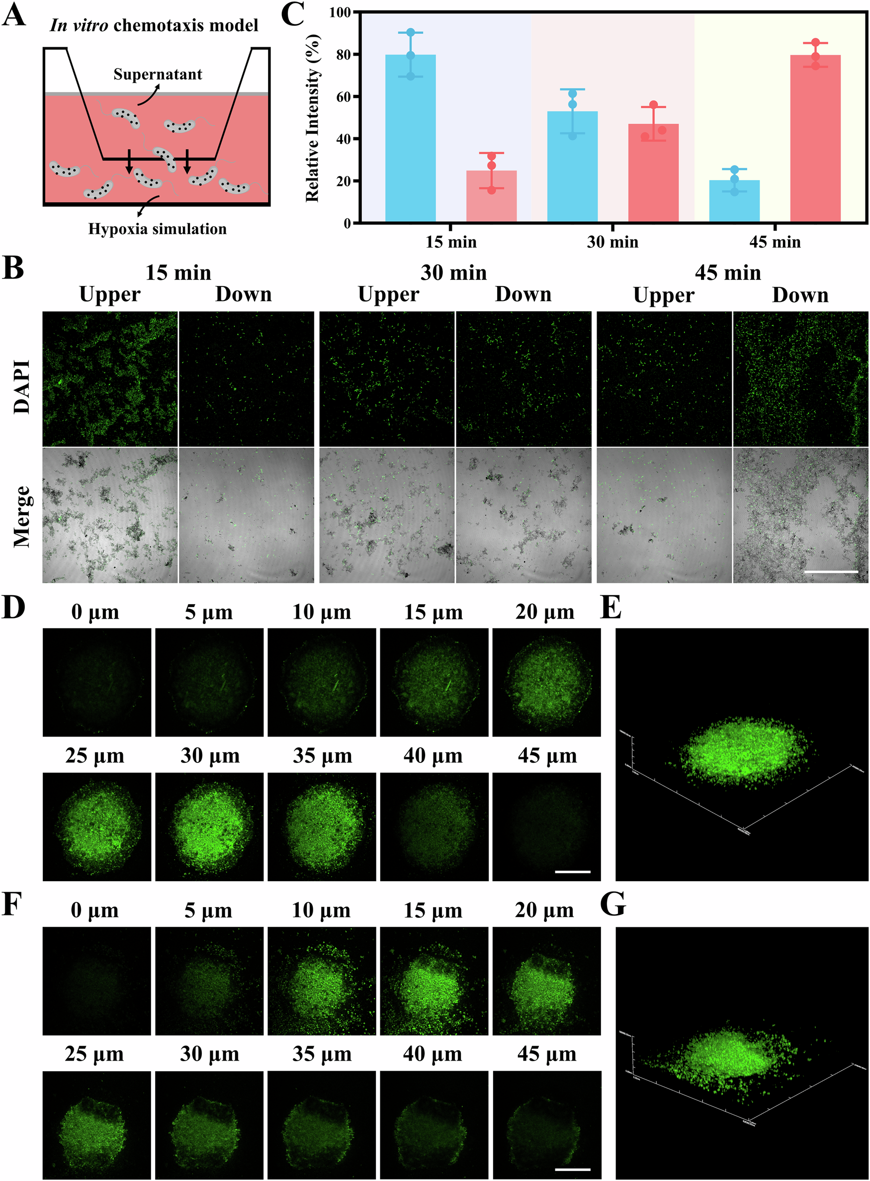 Fig. 5: Hypoxic chemotactic property of FeS@SRB in vitro.