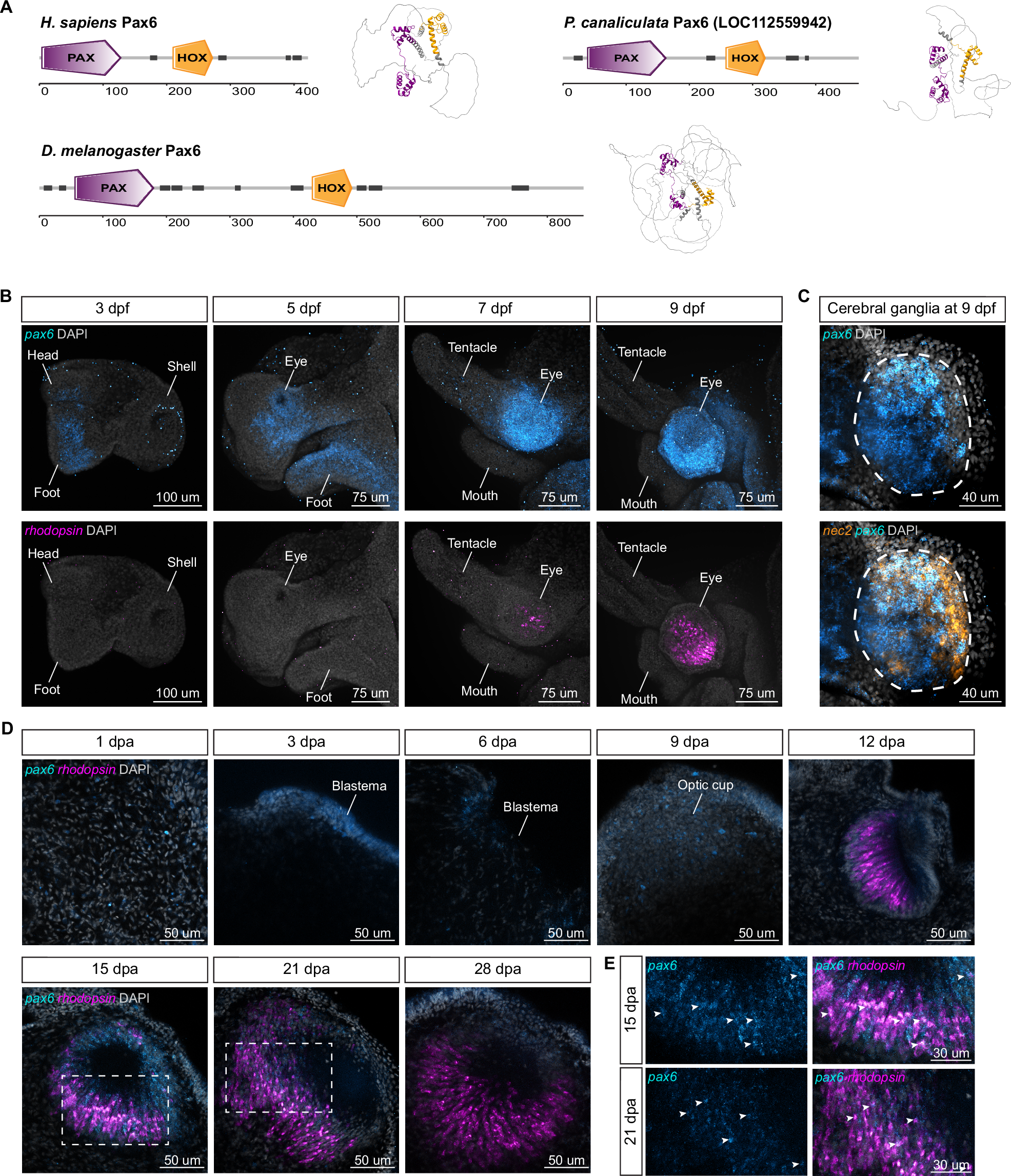 Fig. 5: P. canaliculata has a pax6 gene highly expressed in the eye buds.