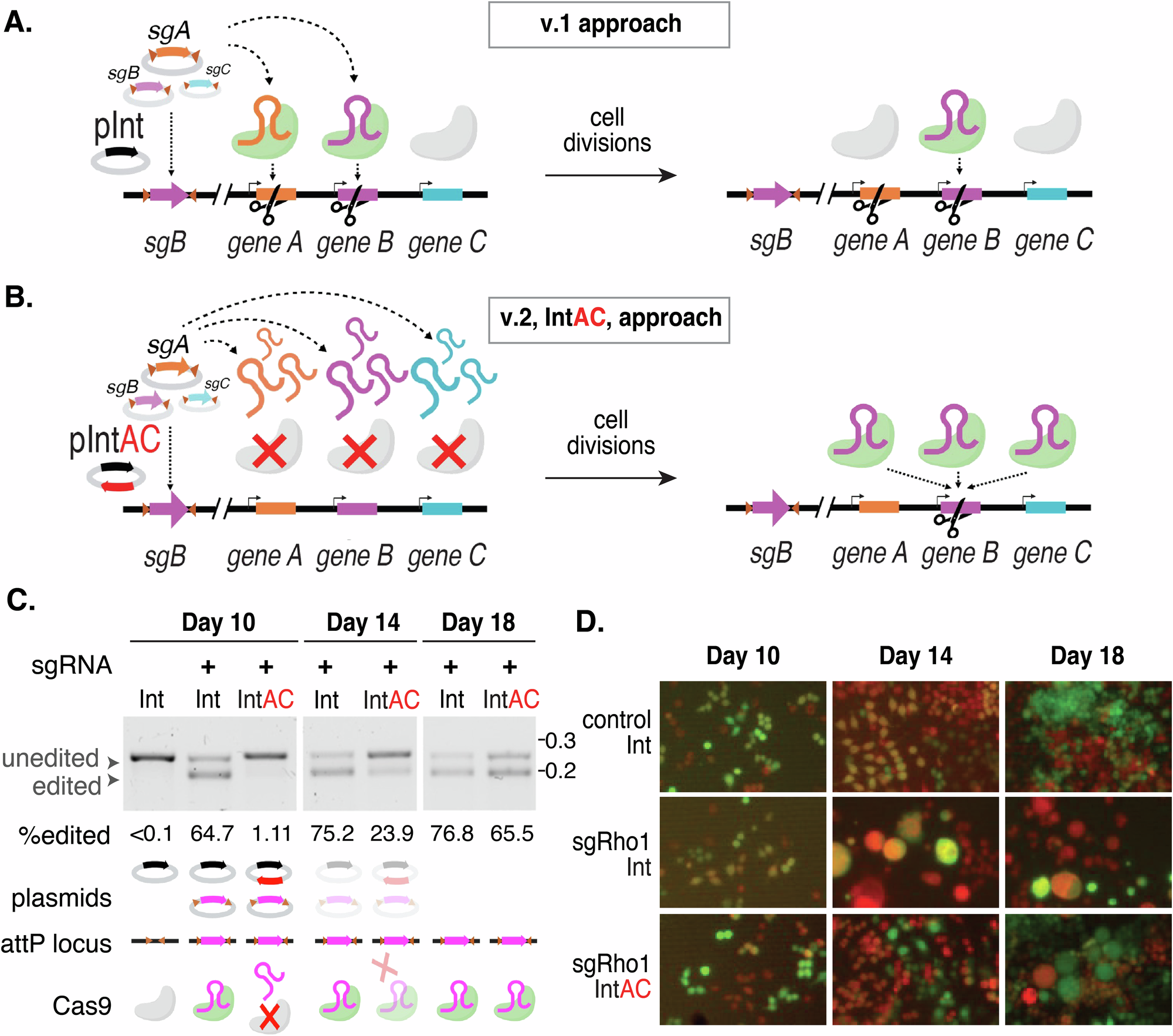 Fig. 1: Schematic of the IntAC system and validation of transient inhibition by anti-CRISPR in Drosophila cells.