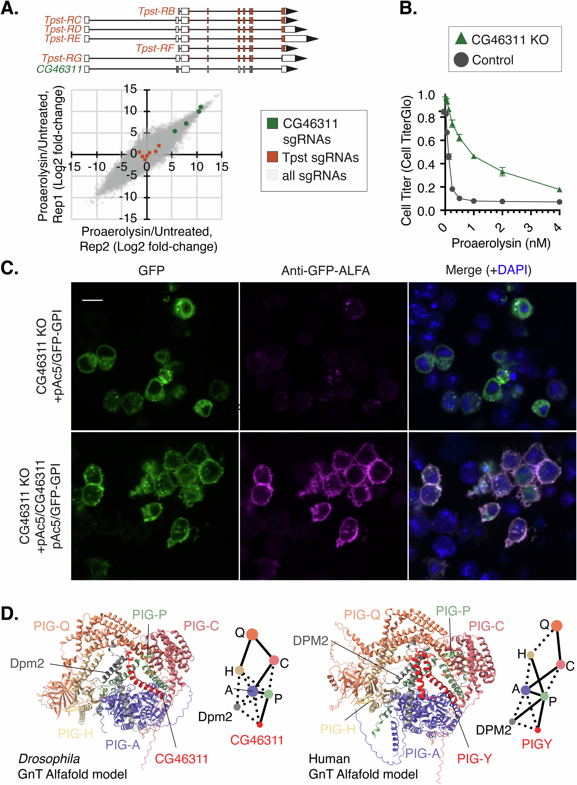 Fig. 6: A small open reading frame (smORF) gene is identified as a novel GPI anchor synthesis component in Drosophila.