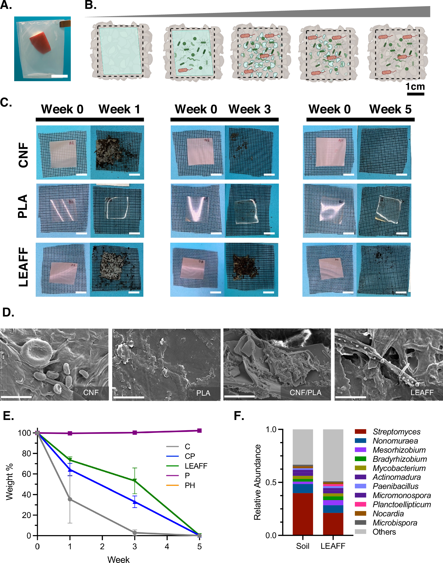Fig. 5: Rapid biodegradation of LEAFF films in soil.