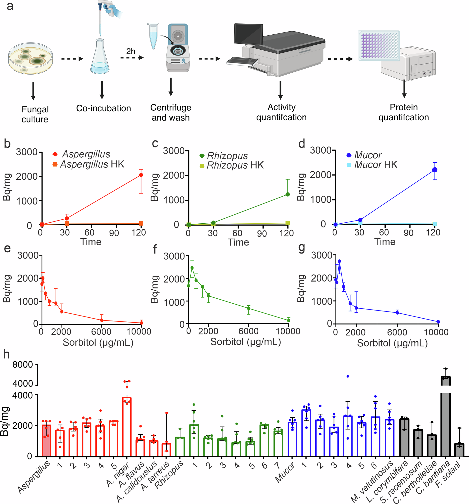Fig. 5: 18F-FDS uptake by clinically relevant molds.
