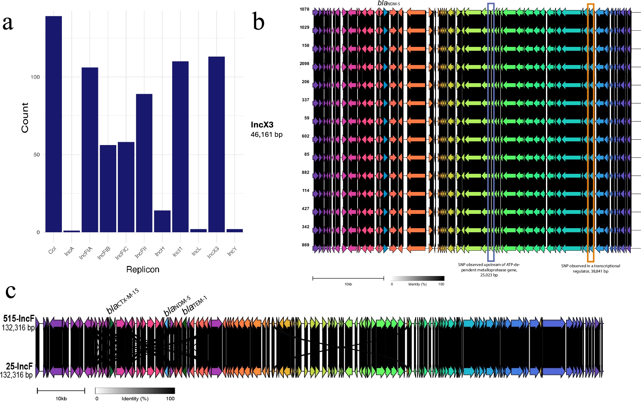 Fig. 5: E. coli plasmid types.