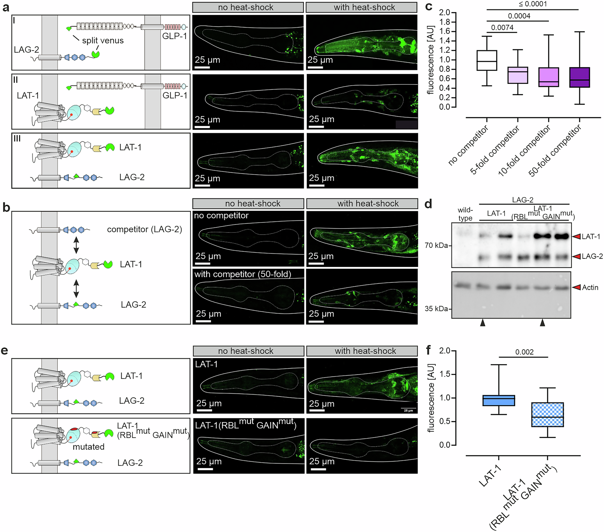 Fig. 4: LAT-1 binds to LAG-2 in vivo.