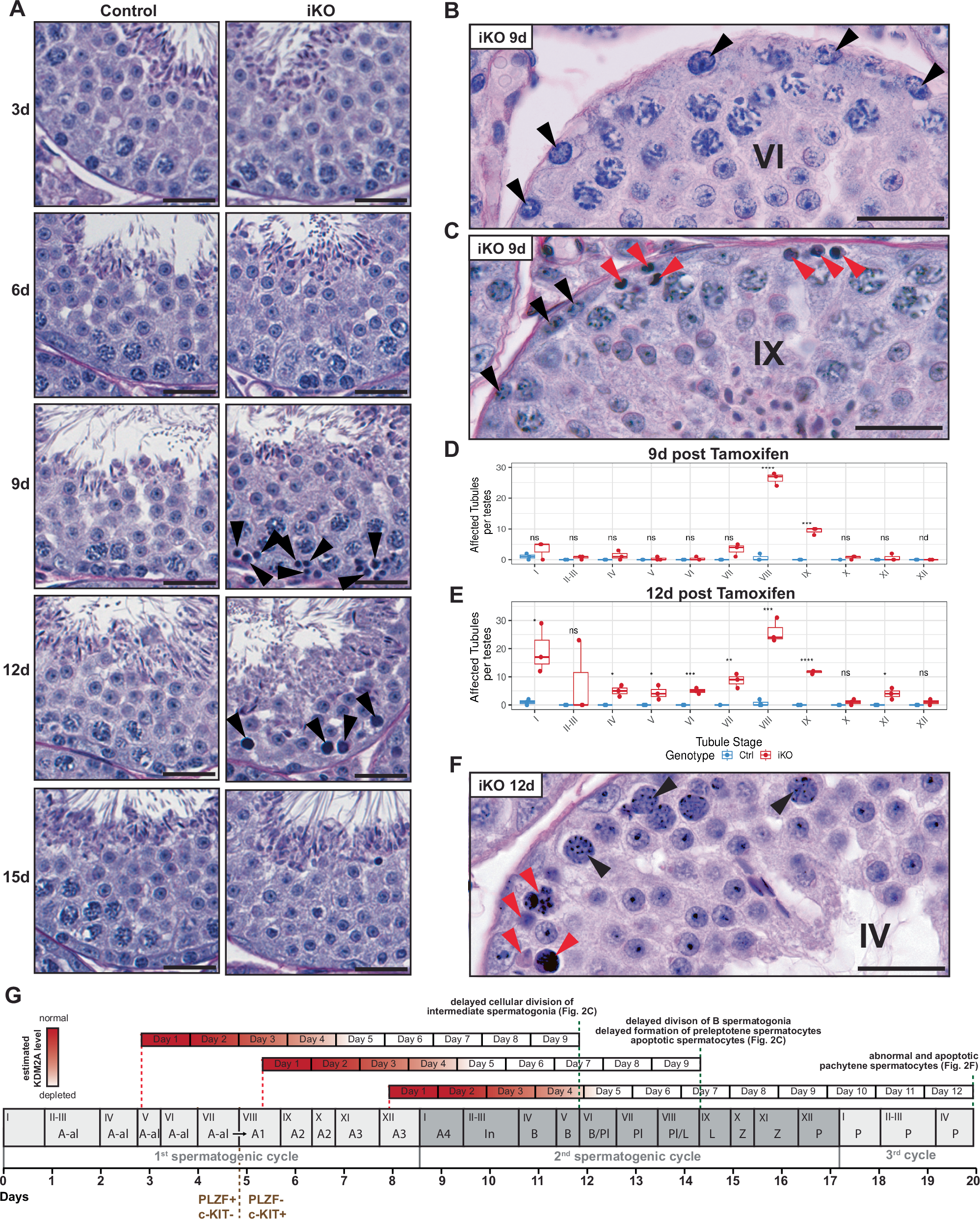 Fig. 2: Defective spermatogenesis in Kdm2a iKO mice.