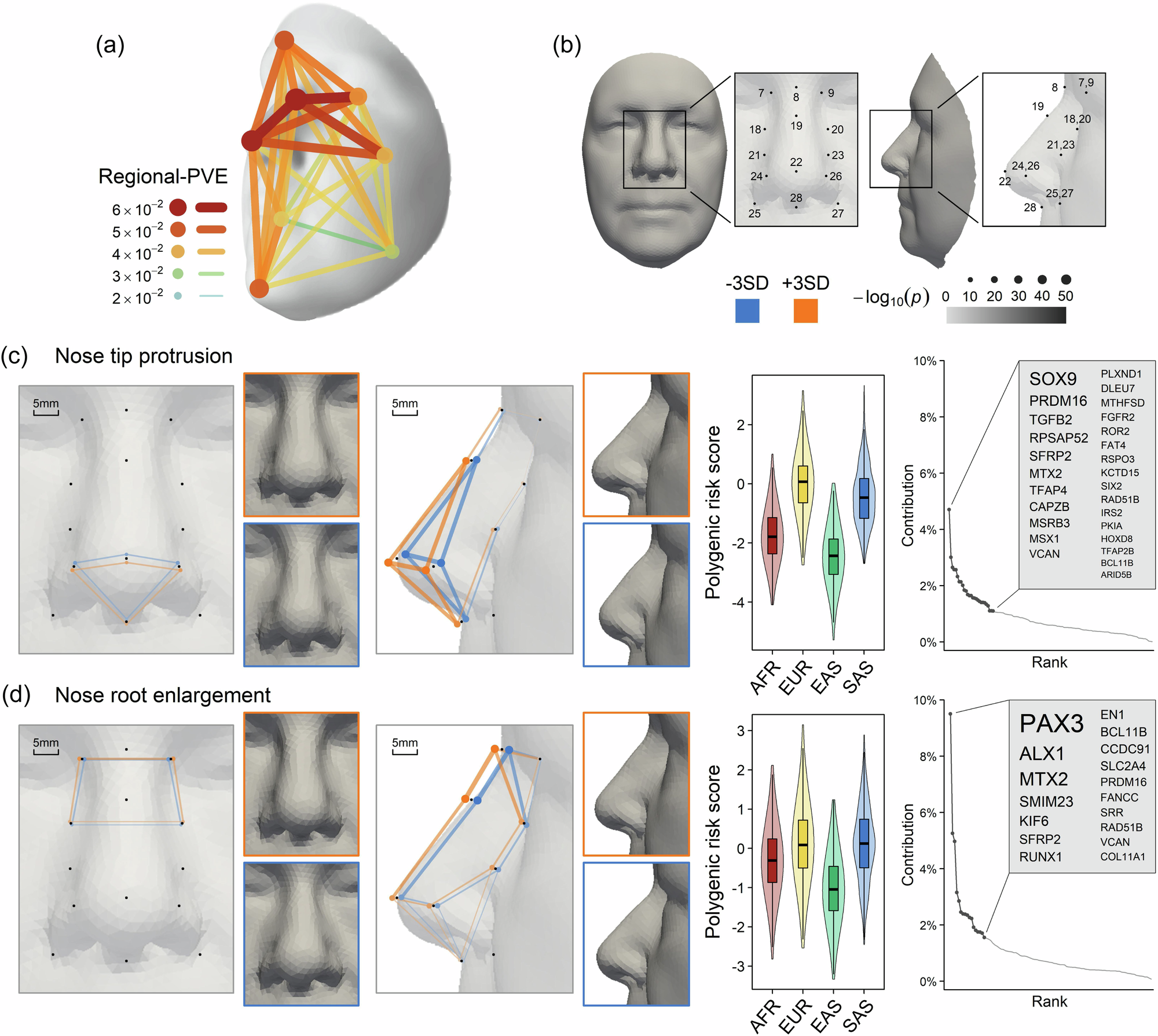 Fig. 4: Facial effect of face-associated SNPs with a focus on the nose.