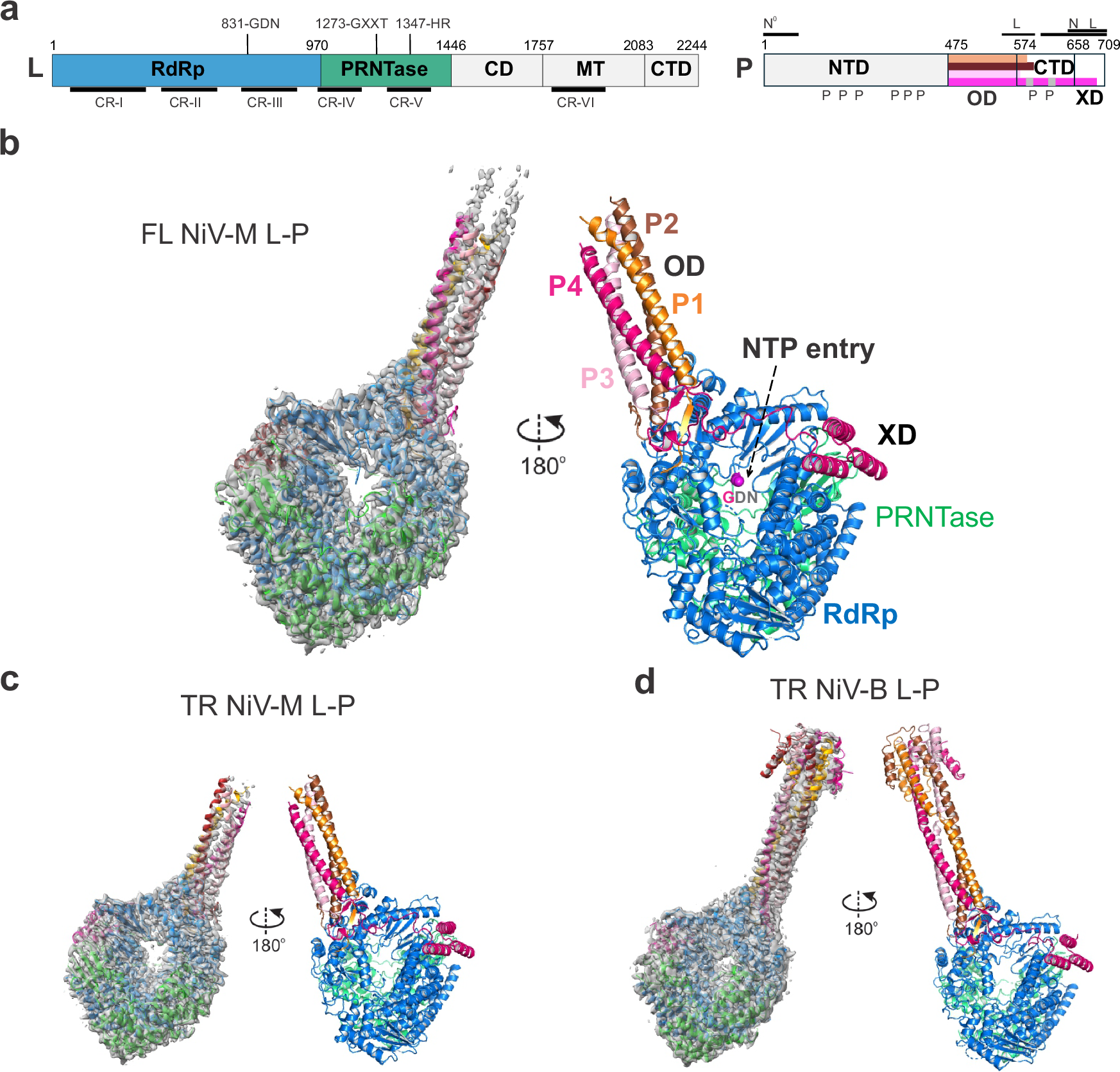 Fig. 2: Overall structure of the NiV L-P complexes from both NiV-M and NiV-B.