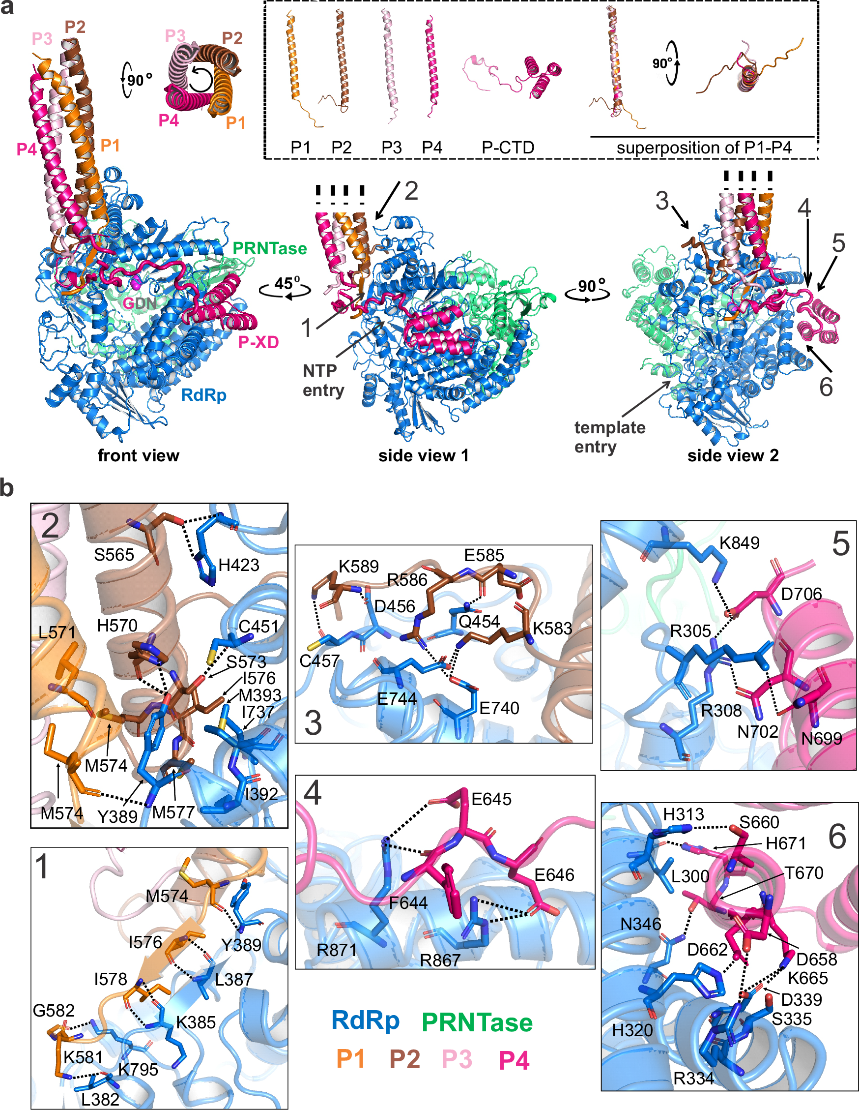 Fig. 4: Interactions and binding configuration between the L protein and four P protomers in FL NiV-M L-P.