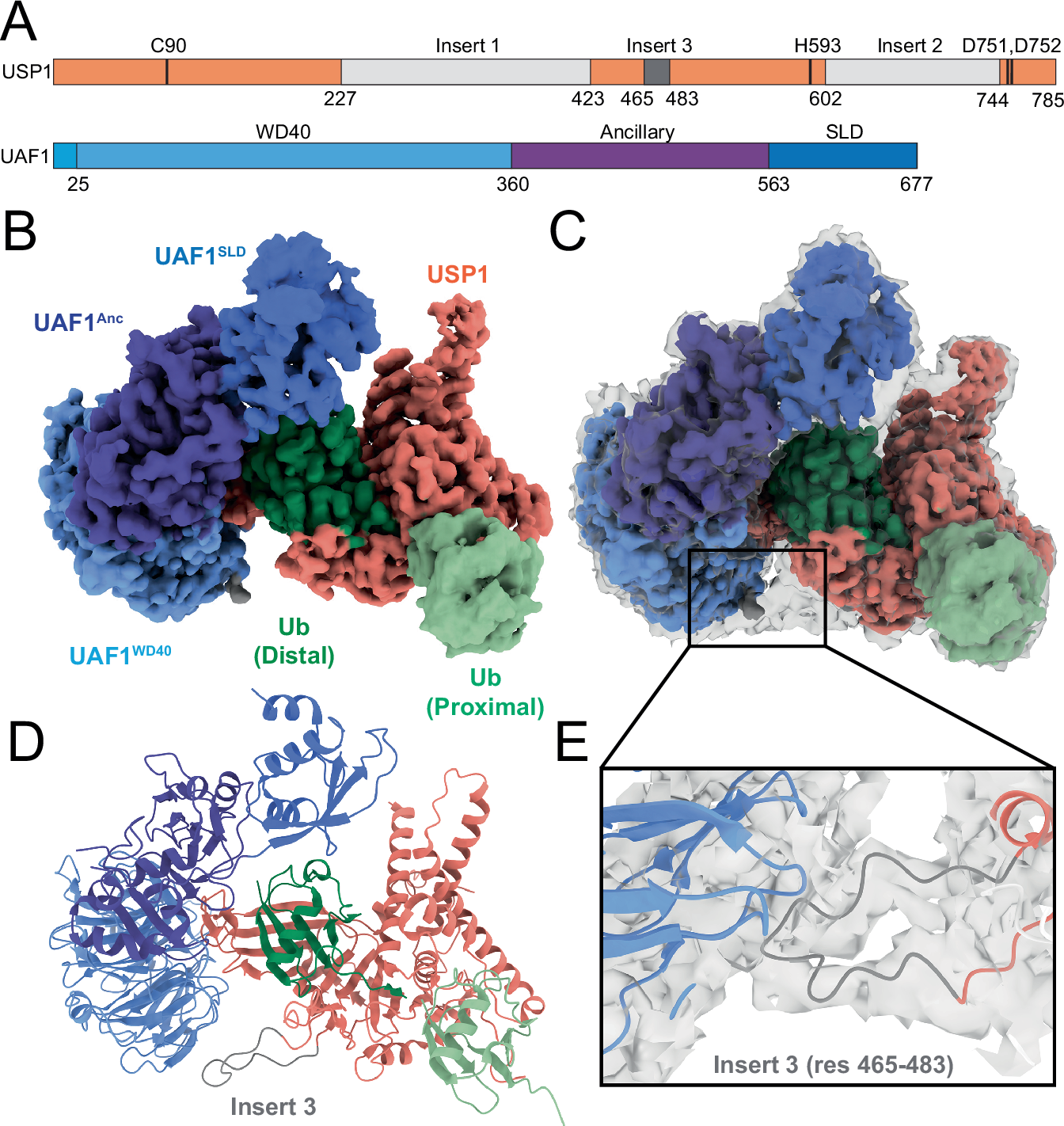 Fig. 4: Cryo-EM structure of USP1/UAF1 bound to K63-UbVAUb.